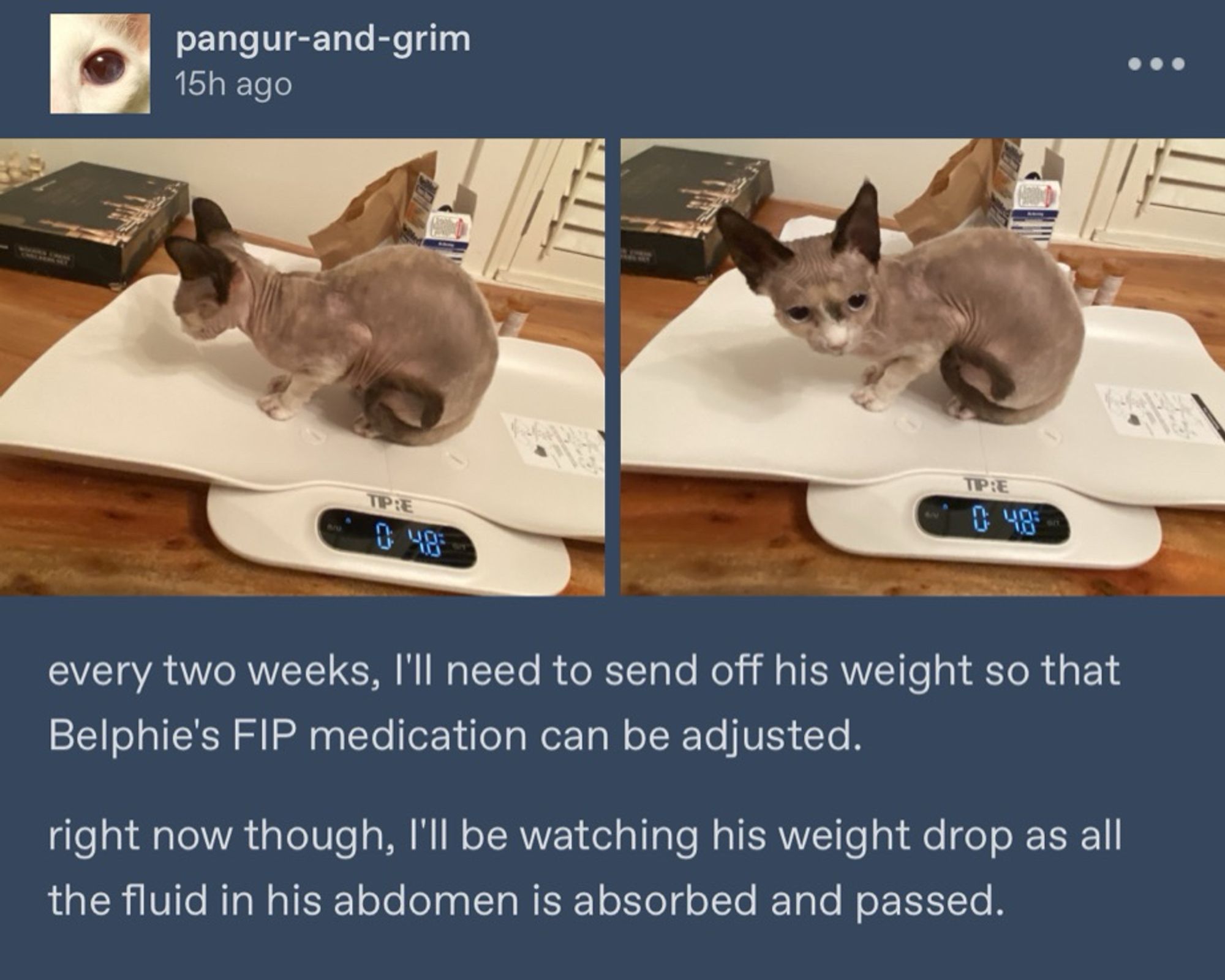 pangur-and-grim
15h ago

every two weeks, I'll need to send off his weight so that Belphie's FIP medication can be adjusted.
right now though, I'll be watching his weight drop as all the fluid in his abdomen is absorbed and passed.