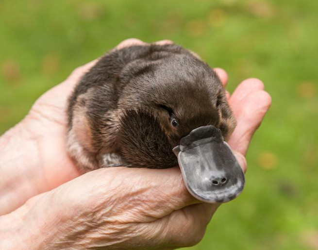 a platypus being held in someone's hands 