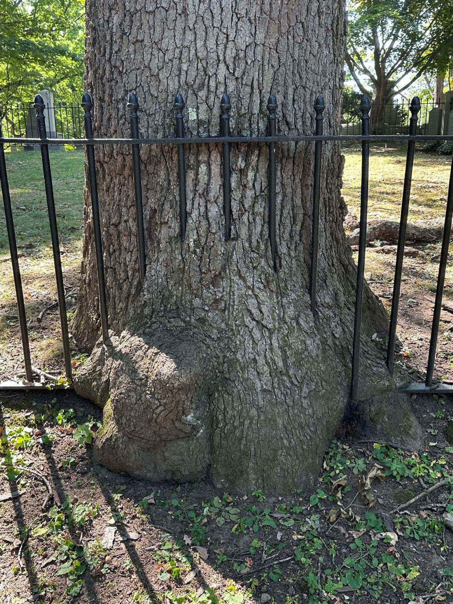 an iron fence being slowly consumed by a large tree