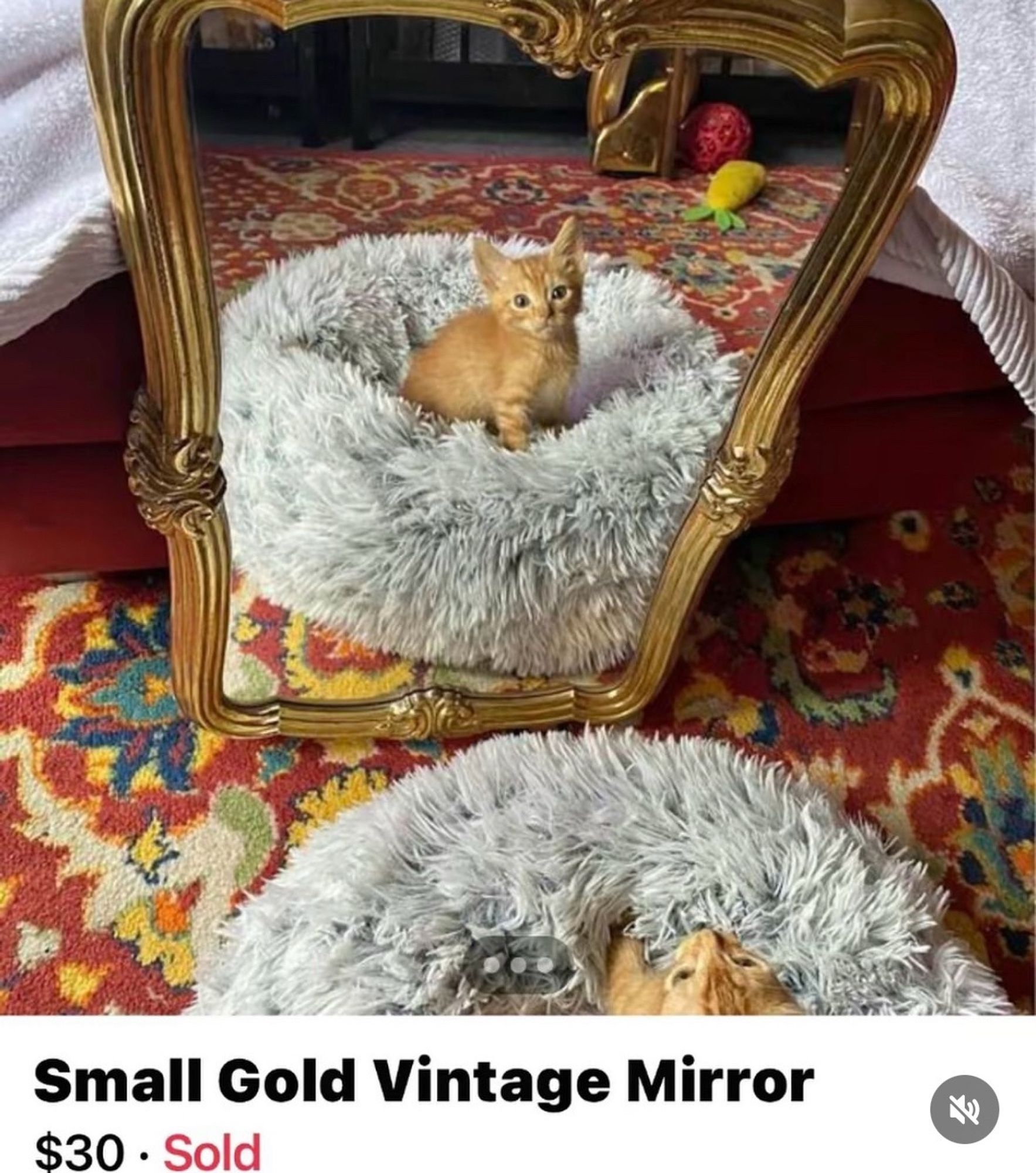 a gold mirror showing a small kitten reflected in it 

Small Gold Vintage Mirror
$30 • Sold