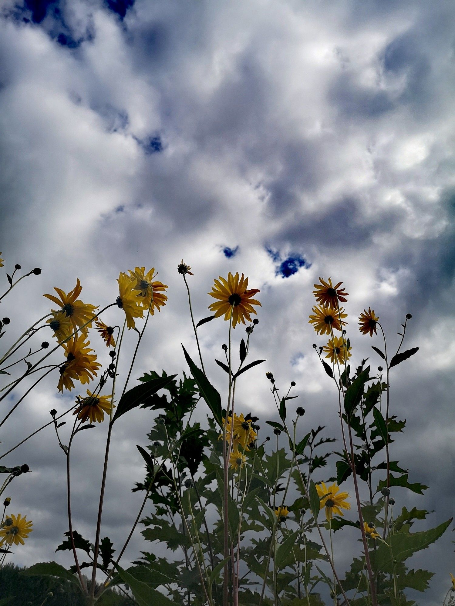 Gelbe Blumen vor bewölktem Himmel.