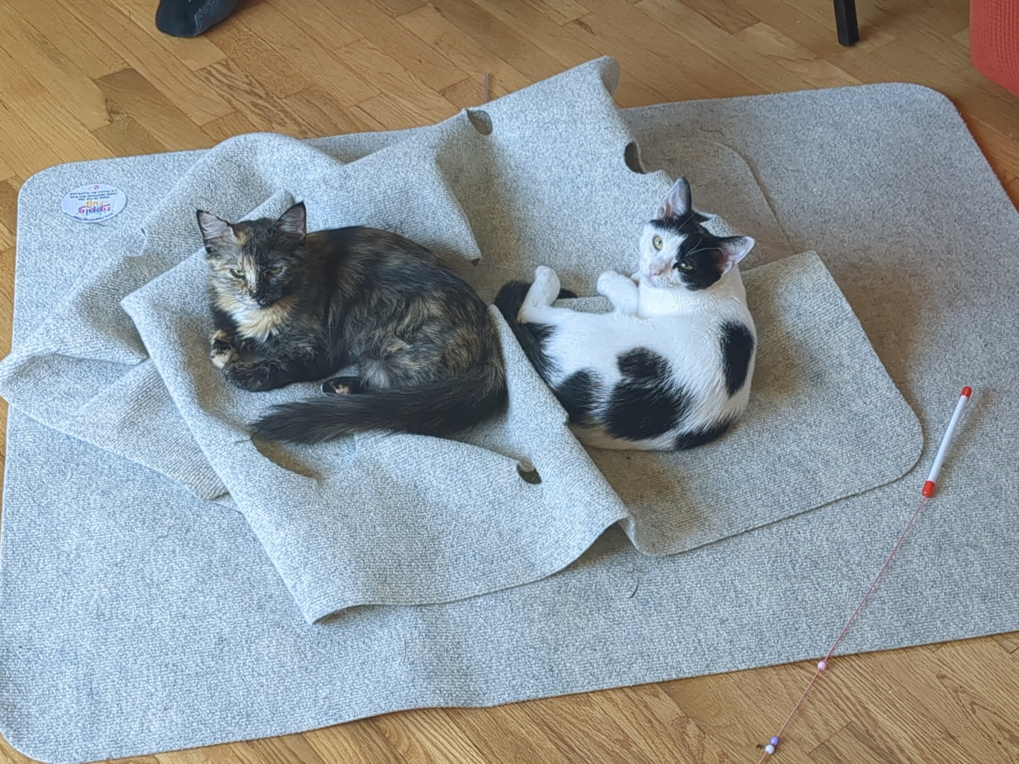 A tortie cat and a cow print cat (a level 6 Harlequin) on a ripple rug. They do not seem enthused. 