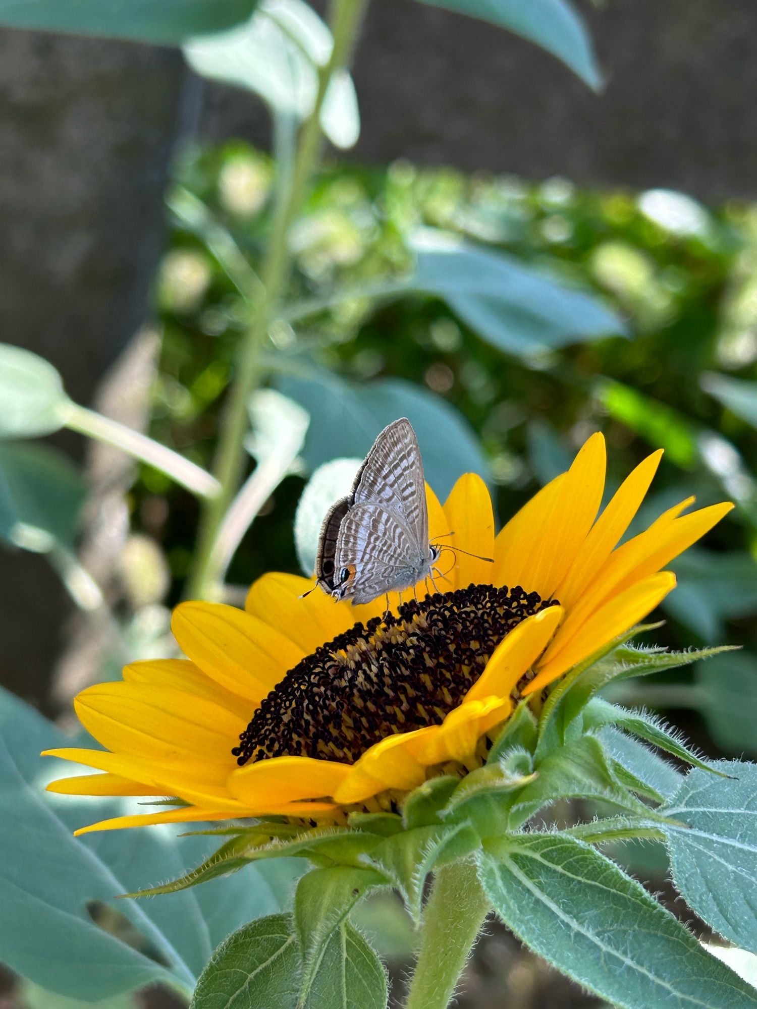 Main Region: South part of Hokkaido, Honshu, Shikoku, Kyushu and Nansei Islands.
Found in green spaces or farmlands from flatlands to low elevations.
Japanese name Uranami-shijimi literally meaning wavy pattern on the back lycaenidae, come from the white wavy patterns on the back of wings.
Wing color on the front is shiny light purple with darker edges on male, and darker tone with shiny blue-purple in the center on female.
Have black spots on the lower parts of hind wings.
Is active during daytime and feed on nectar of plants in fabaceae family including peas, fava beans and common bean.
Caterpillars feed on flowers and young fruits in fabaceae family including fava beans and Japanese clovers.