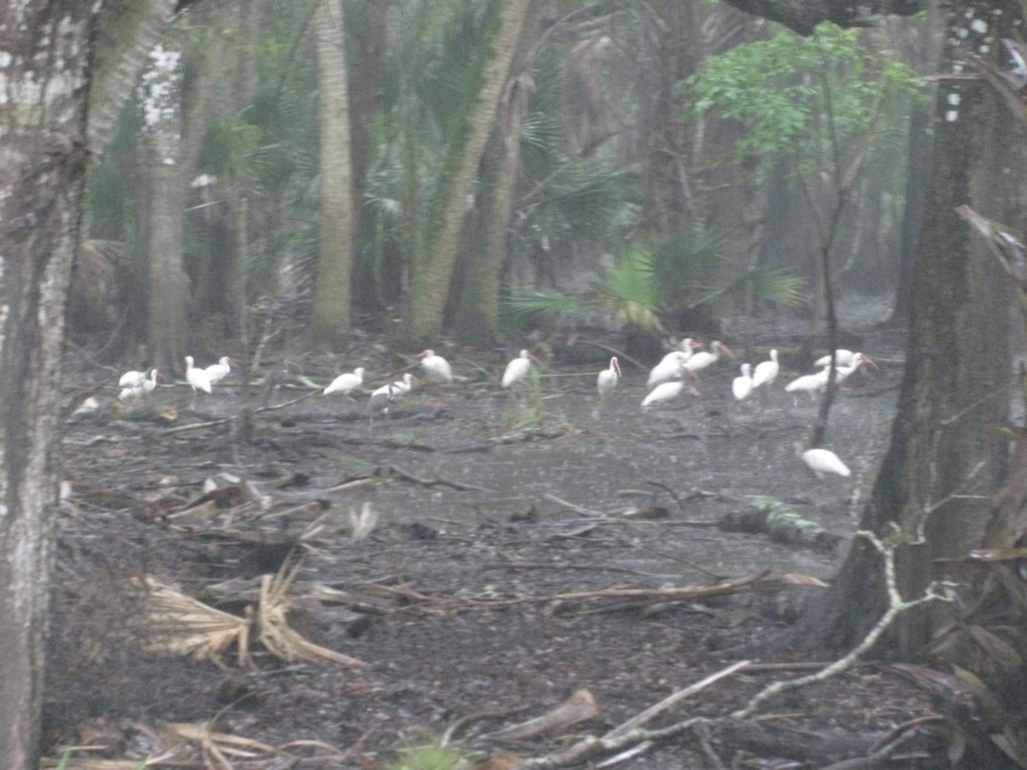 This image shows a natural forest environment, likely a wetland or swamp, with a group of white birds—possibly white ibises—gathered on the forest floor. The scene is misty, suggesting an early morning or humid atmosphere, with trees and scattered branches framing the birds. The surrounding vegetation includes palms and other plants typical of a subtropical or tropical ecosystem.