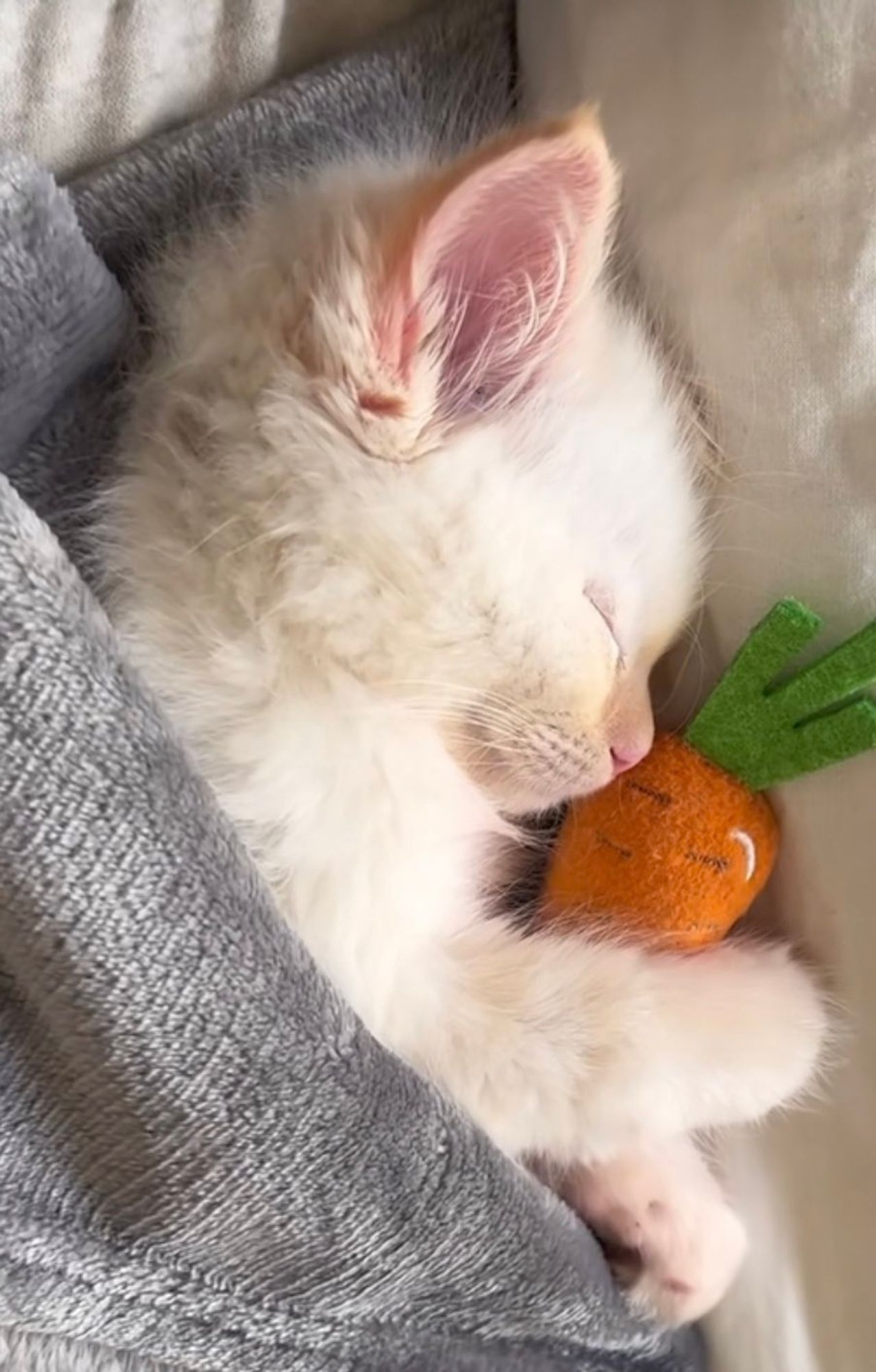 gatinho branco dormindo com uma cenourinha de pelúcia 