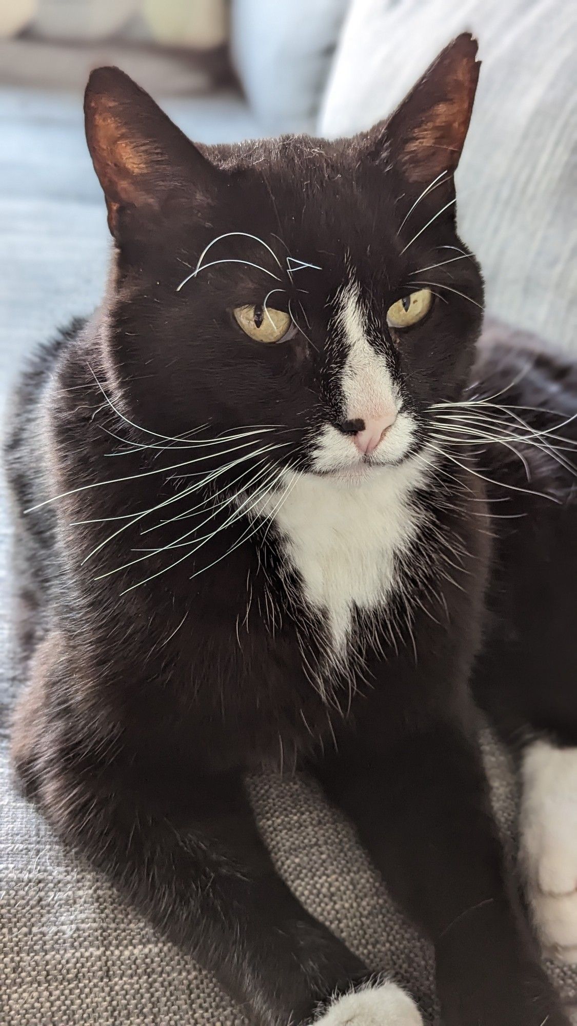 A black white cat looking at the camera