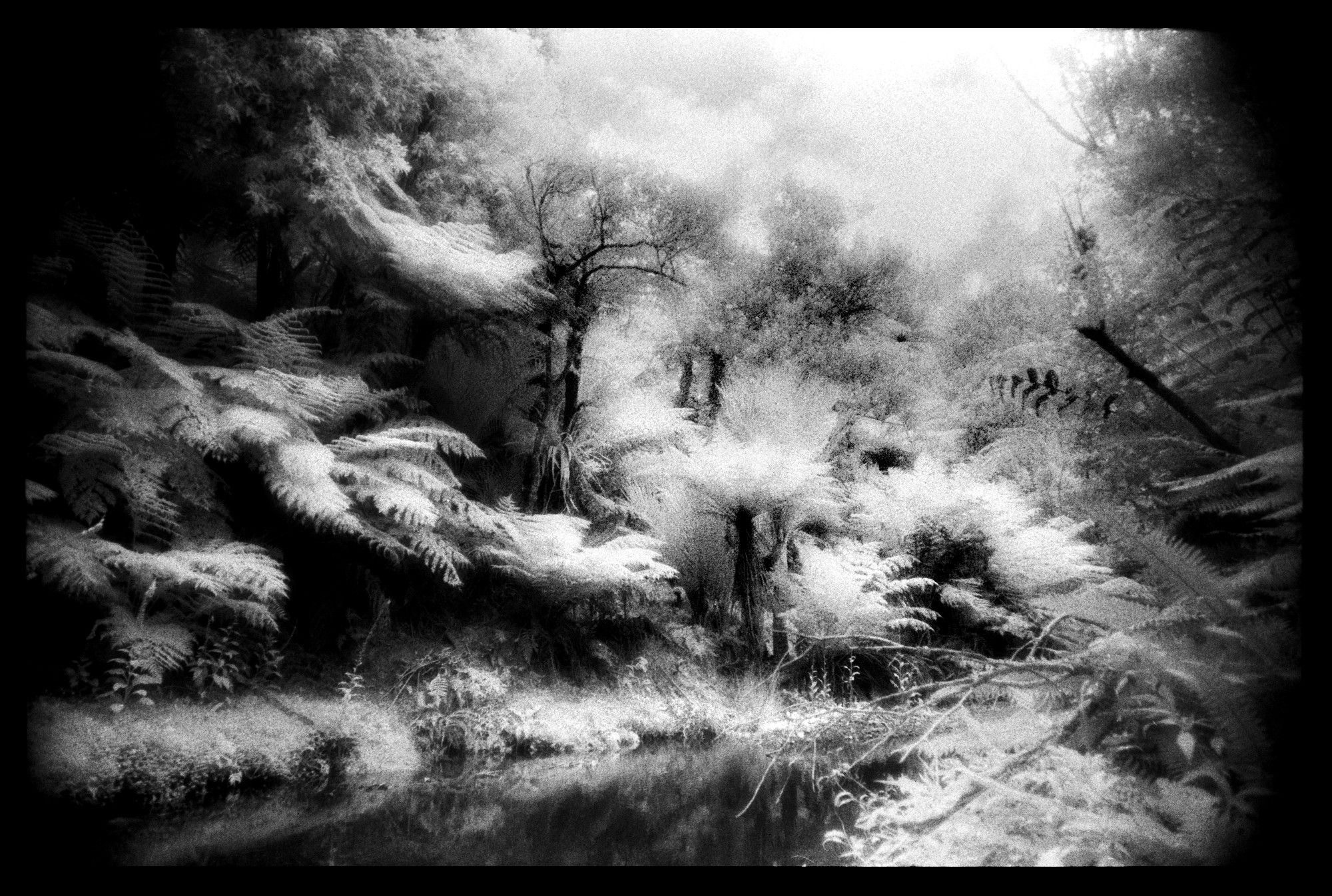 Infrared black and white Film photo. Ponga along the bank of Tapapakanga stream. Aotearoa New Zealand