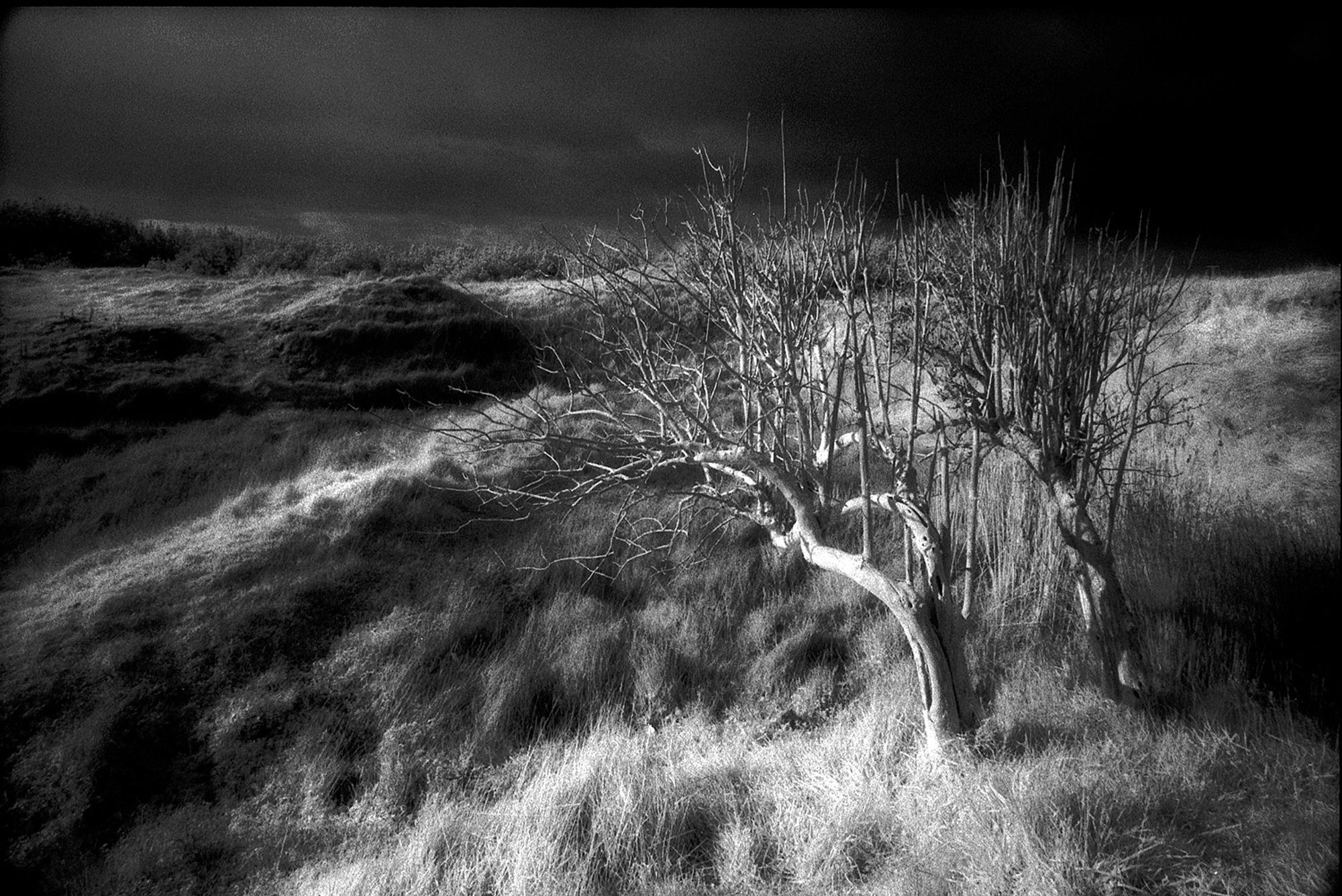 Infrared black and white Film photo. Weather blasted trees. Oreti beach. Southland. Aotearoa New Zealand.