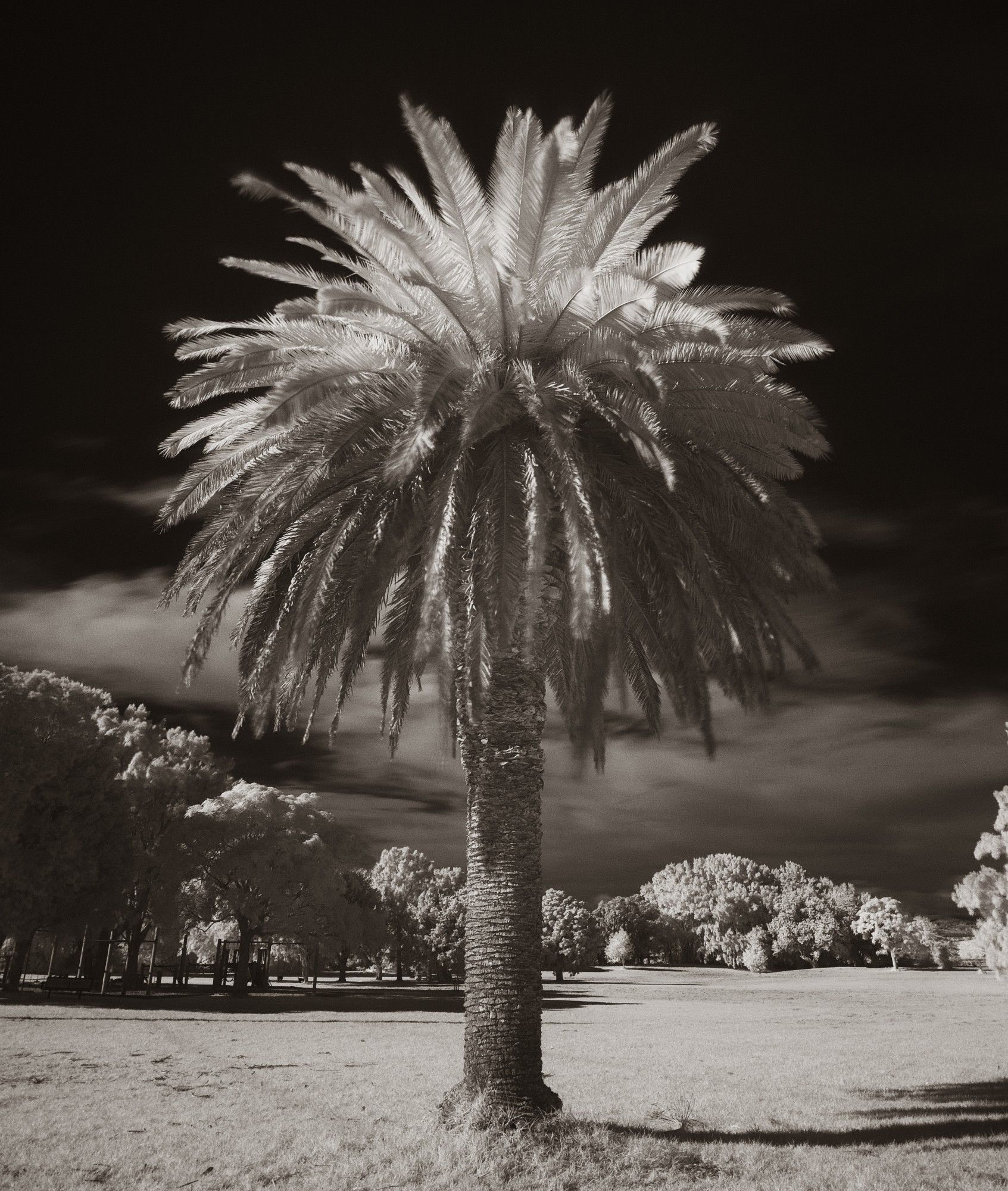 Infrared black and white digital photo. Sepia toned. Phoenix palm in Bayfair Reserve. Mt Maunganui. Aotearoa New Zealand.