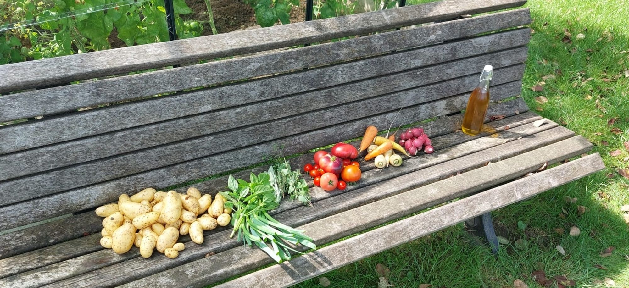 Eine alte Holzbank auf der verschiedenes Gemüse liegt
Kartoffeln, Tomaten, Möhren, Radischen und dazu noch Basilikum. Tageszeiten im Schrebergarten, dazu noch selbstgemachtes Olivenöl von unserem Nachbarn.😋