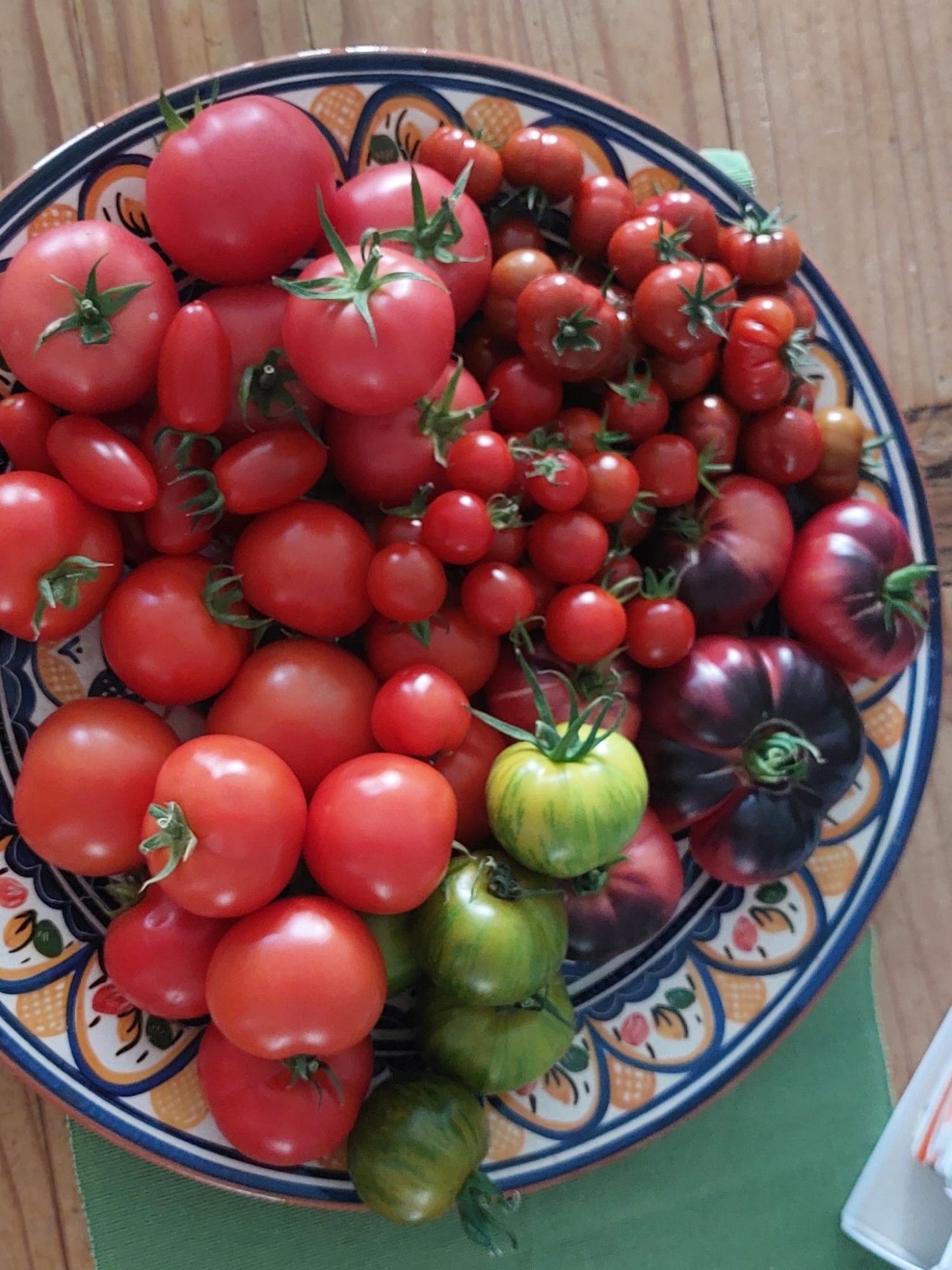 Ein großer Teller mit Tomaten. Es sind unterschiedliche Sorten. Rot, rosa, grün, lila/rot und hellbraun. Auch die Größen variieren. Es sind kleine, längliche, normale und große Fleischtomaten dabei. Die Tomaten stammen aus unserem Schrebergarten.