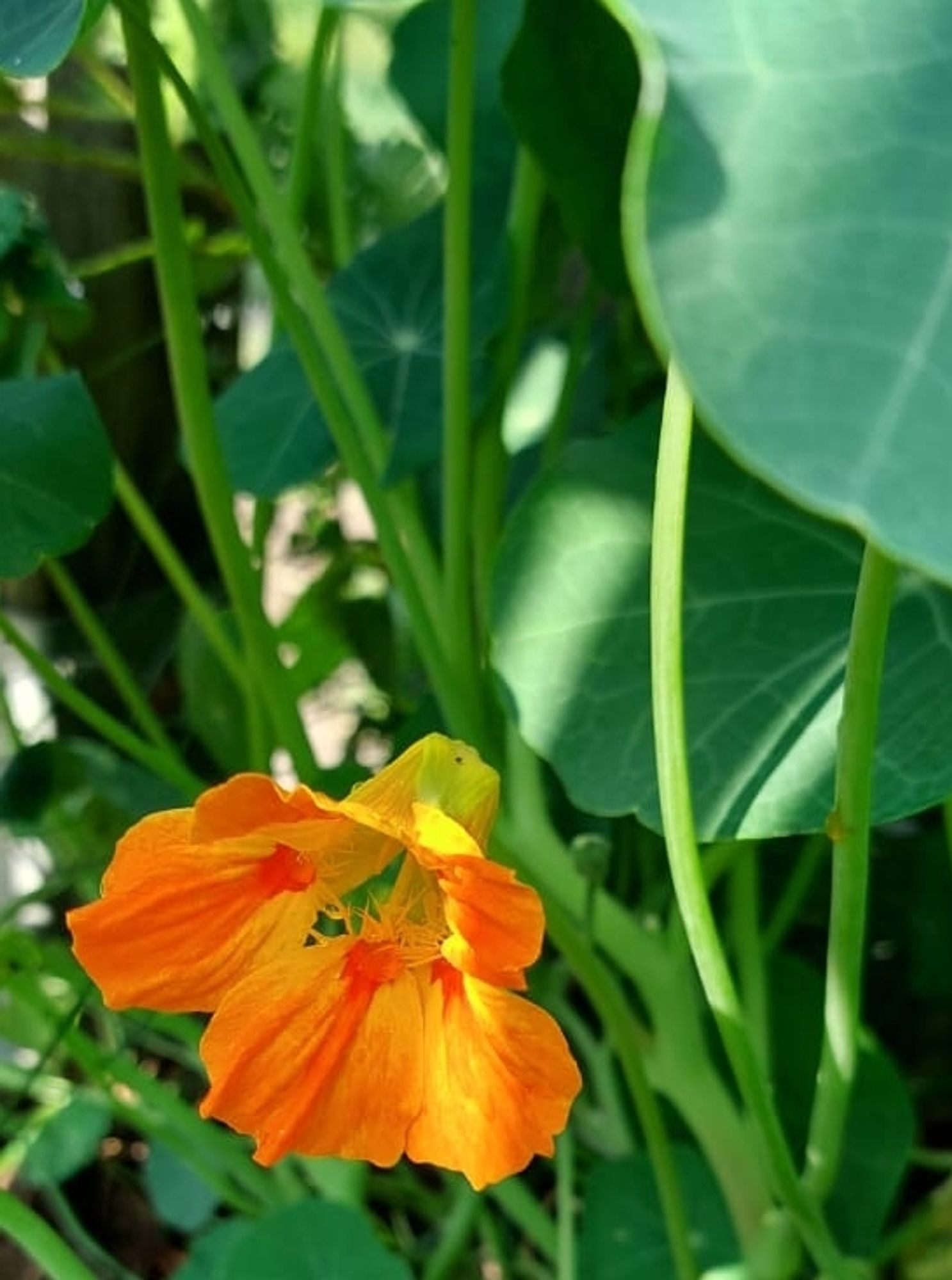 Eine Blüte der Kapuzinerkresse. Sie leuchtet in gelb/orange/rot Tönen und hat die Form einer Glocke. Im Hintergrund sind die grünen Blätter und Stängel.