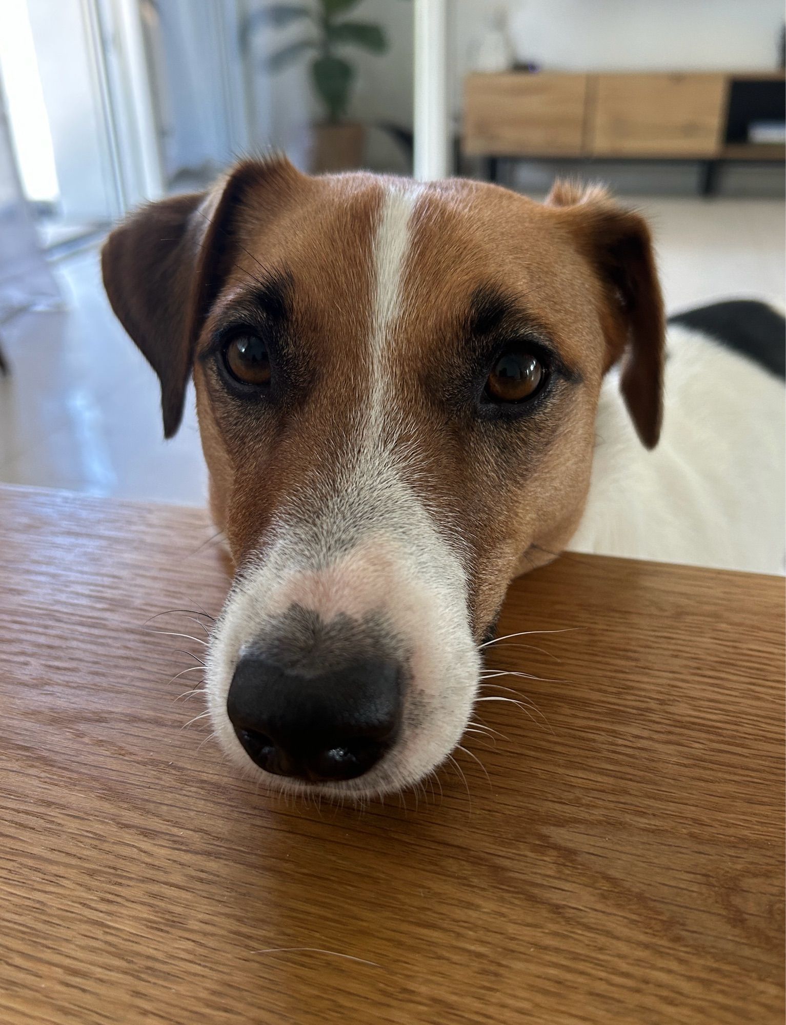 Jack Russel hat seinen Kopf auf den Tisch gelegt und hat den Hundeblick schön