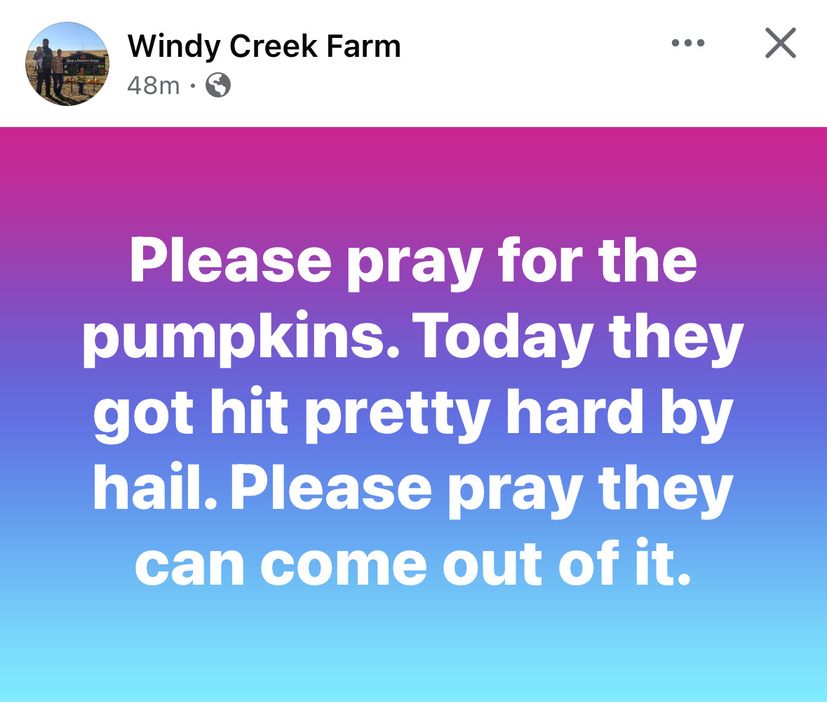 Windy Creek Farm
48m •
•••
Please pray for the pumpkins. Today they got hit pretty hard by hail. Please pray they can come out of it. 