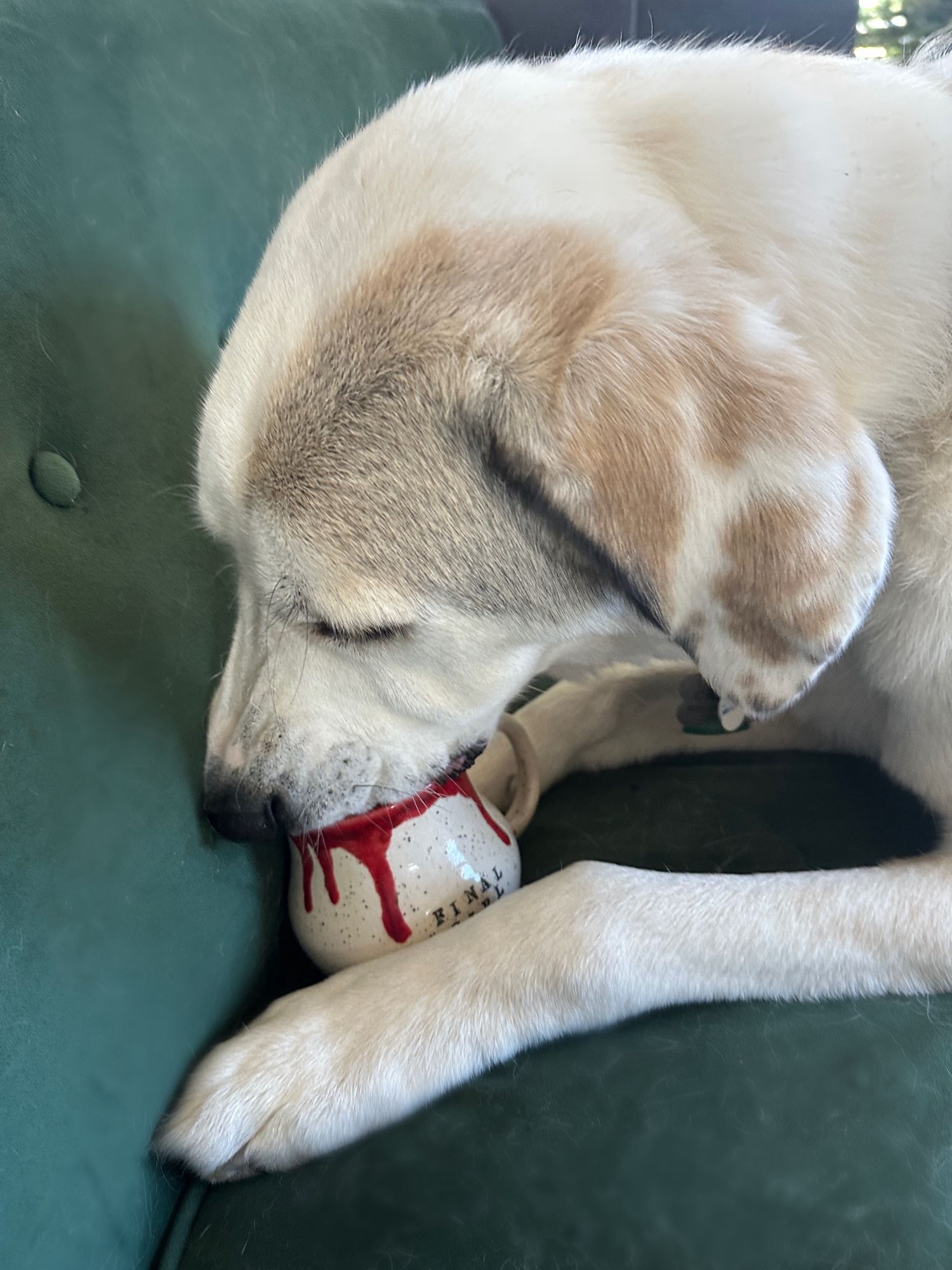 Cassio, a 5 year old white Akbash dog, is sitting on a green velvet couch licking the inside of a handmade pottery mug that says “FINAL GIRL” and has red glaze dripping like blood down the sides.