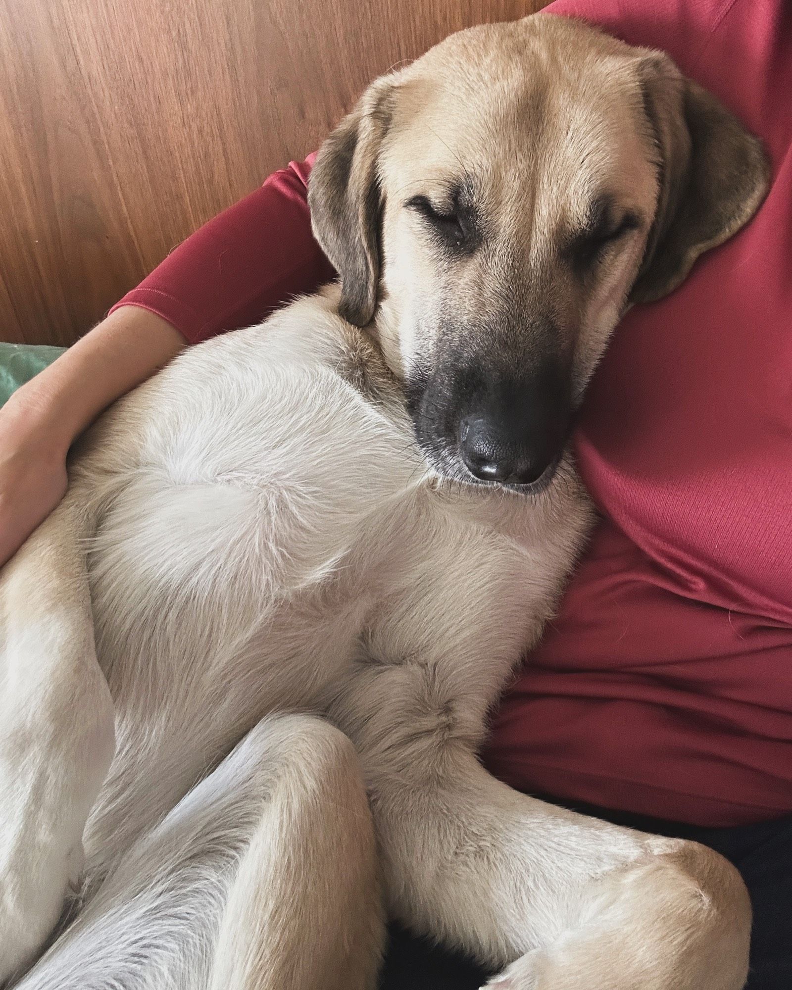 Ferdinand, a 20-month-old tawny and black  rescue Anatolian Shepherd dog, sleeping on his back next to his flesh mom.