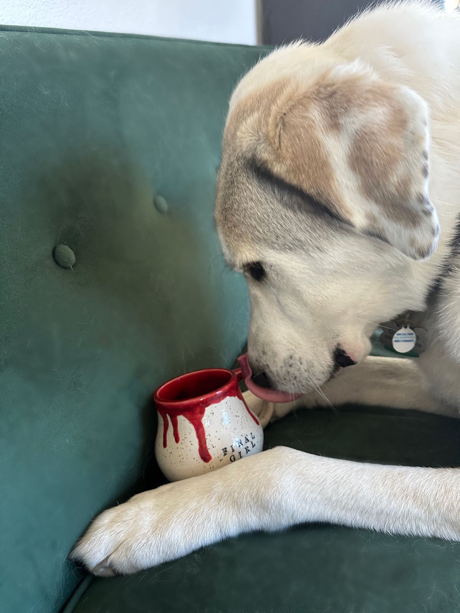 Cassio, a 5 year old white Akbash dog, is sitting on a green velvet couch with his tongue sticking out while he looks into a handmade pottery mug that says “FINAL GIRL” and has red glaze dripping like blood down the sides.