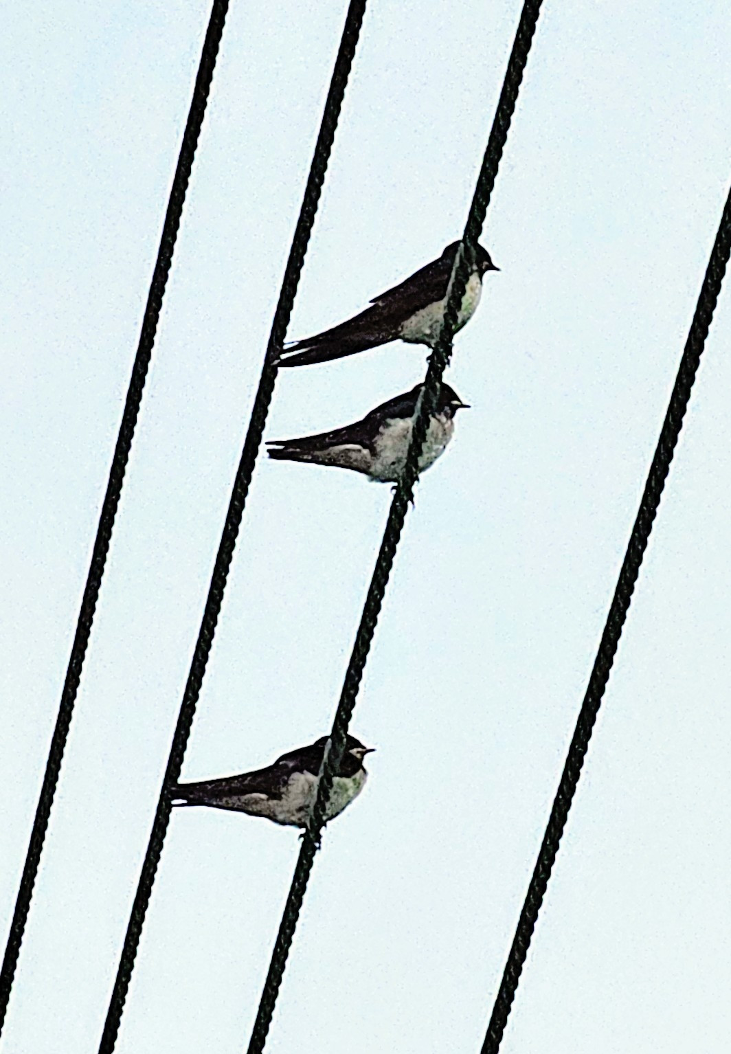 3 swifts? Perched on a wire and seen from below 