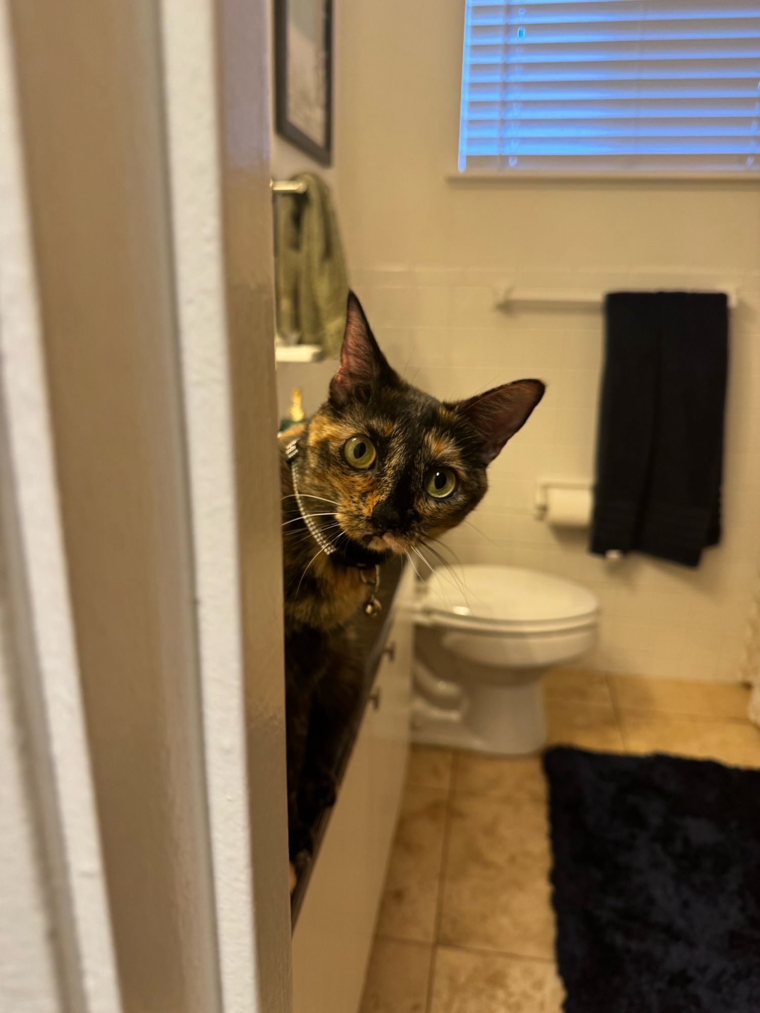 Tipsy the tortoiseshell kitten peers around the bathroom door frame looking wild-eyed