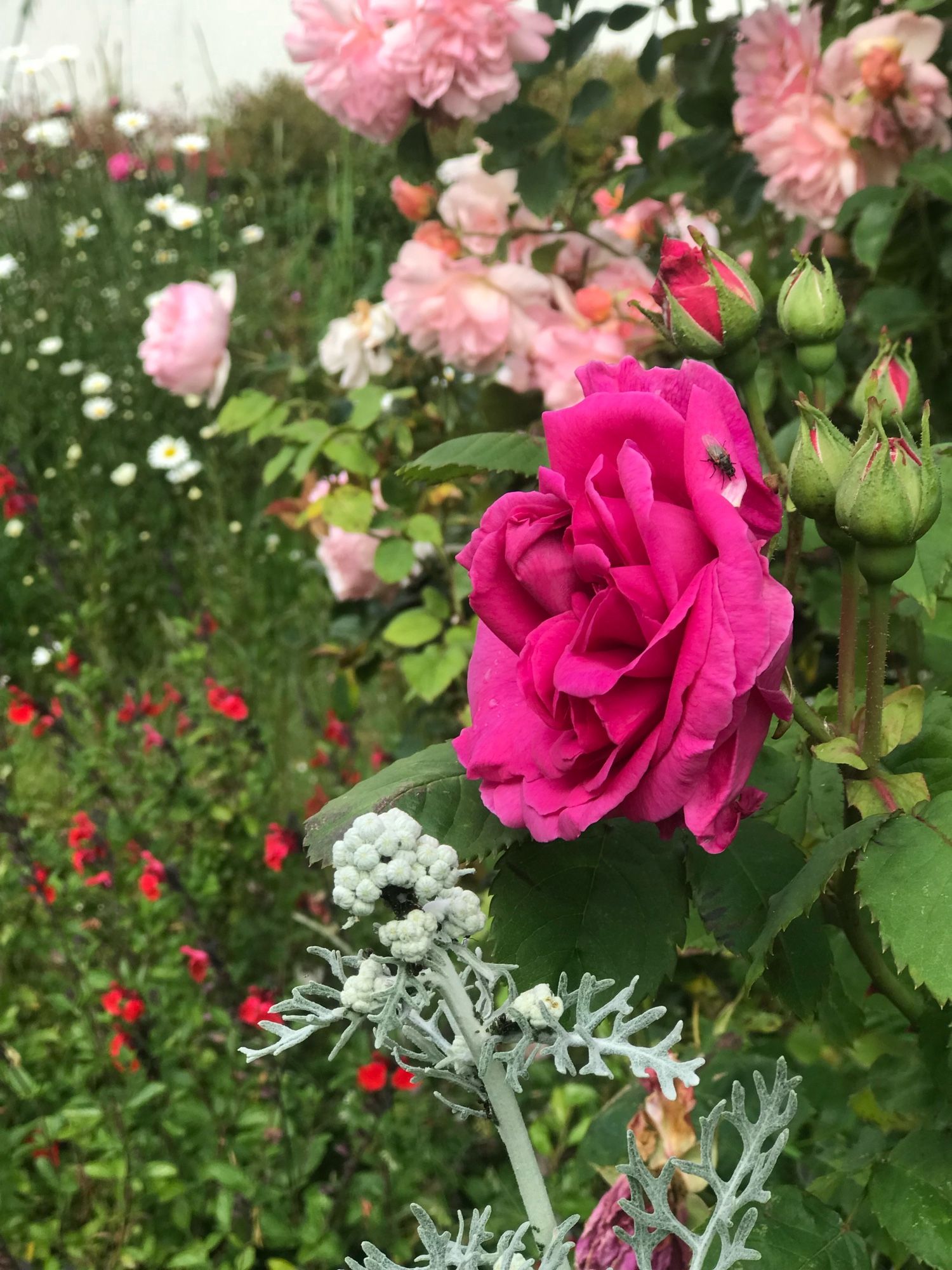 Rose ouverte au nom inconnu, prise de profil sur fond de fleurs variées (sauge, autre rosier inconnu)