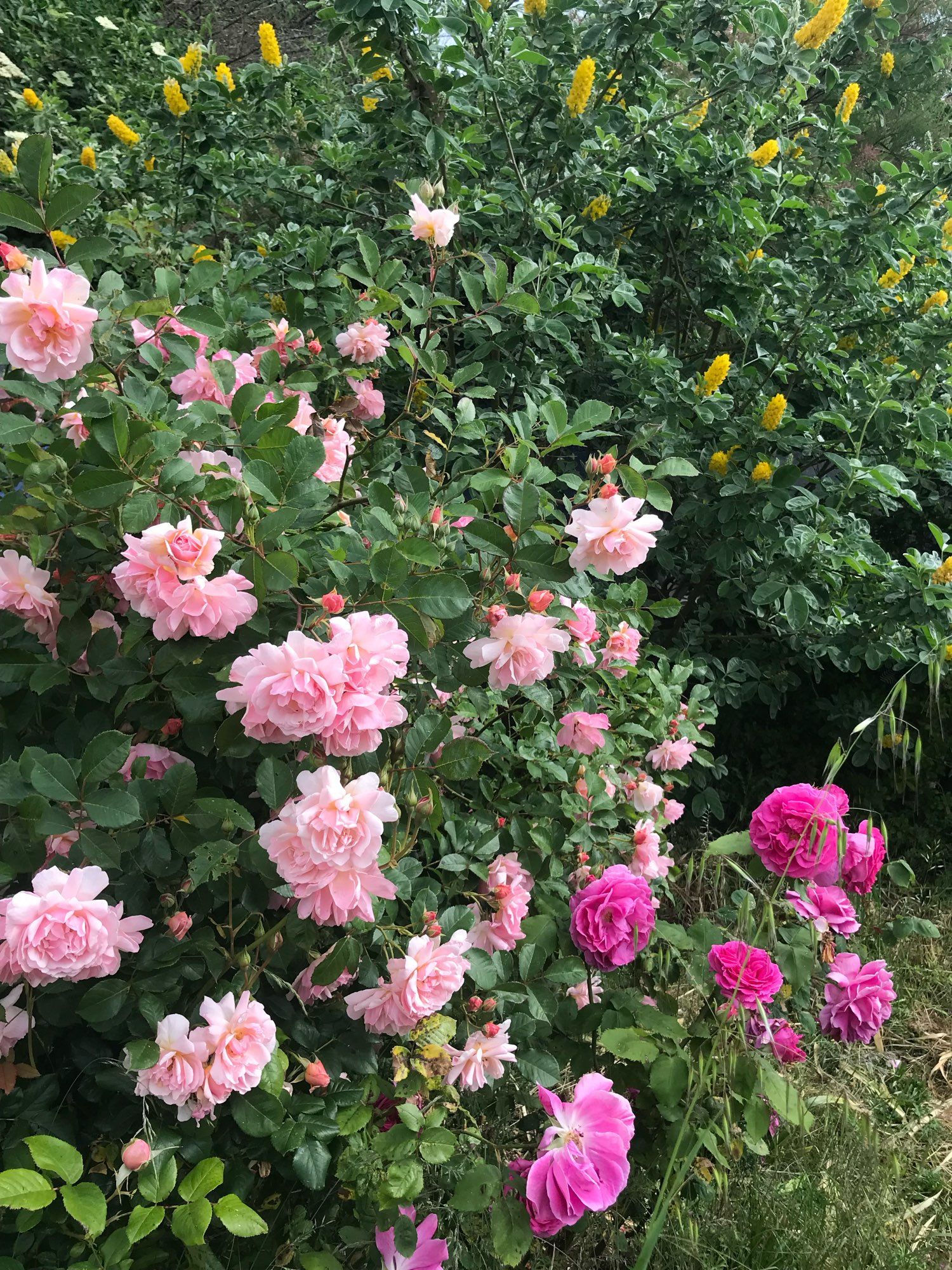 Rosiers en fleurs (roses et clair et plus soutenus) et en arrière plan Genêt ananas.