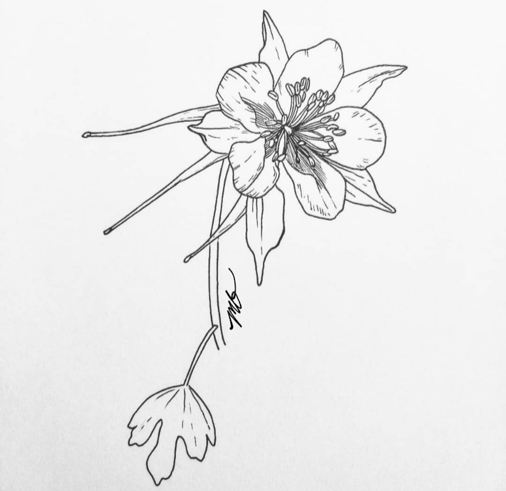 A pen and ink drawing of a columbine flower on a short stem, with a small leaf.