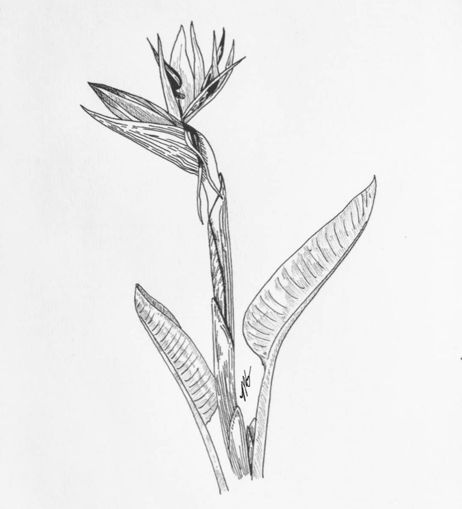 A pen and ink illustration of a tall Bird of Paradise flower, flanked by two broad leaves.