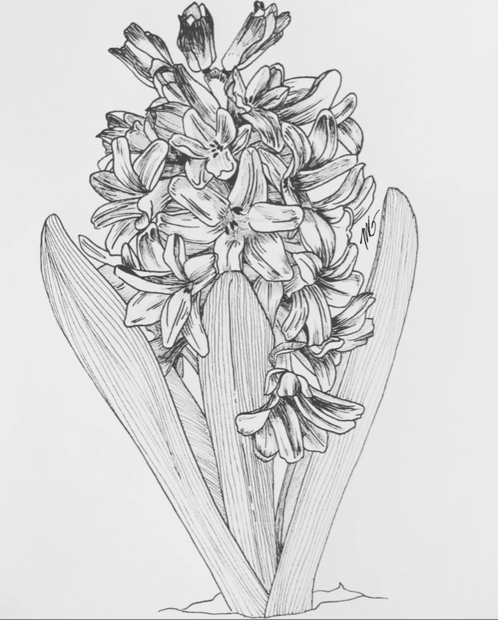 A pen and ink illustration of a hyacinth cluster of flowers, surrounded by a circle of a tall, narrow leaves.