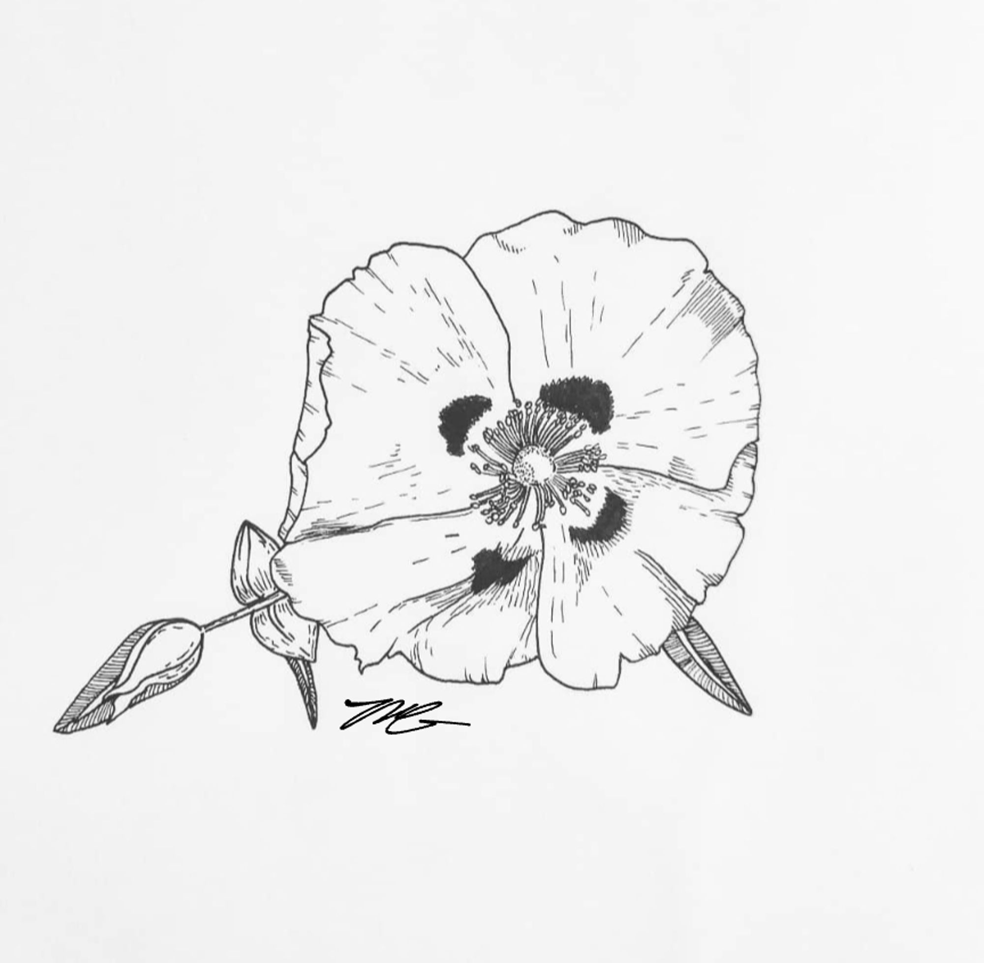 A pen and ink illustration of a rock rose, a four-petaled flower lightly shaded with dark spots on each petal near the center of the flower. On the bottom right, a small, narrow leaf peaks out from a petal; on the left, leaves and a bud protrude from the flower on a narrow stem.