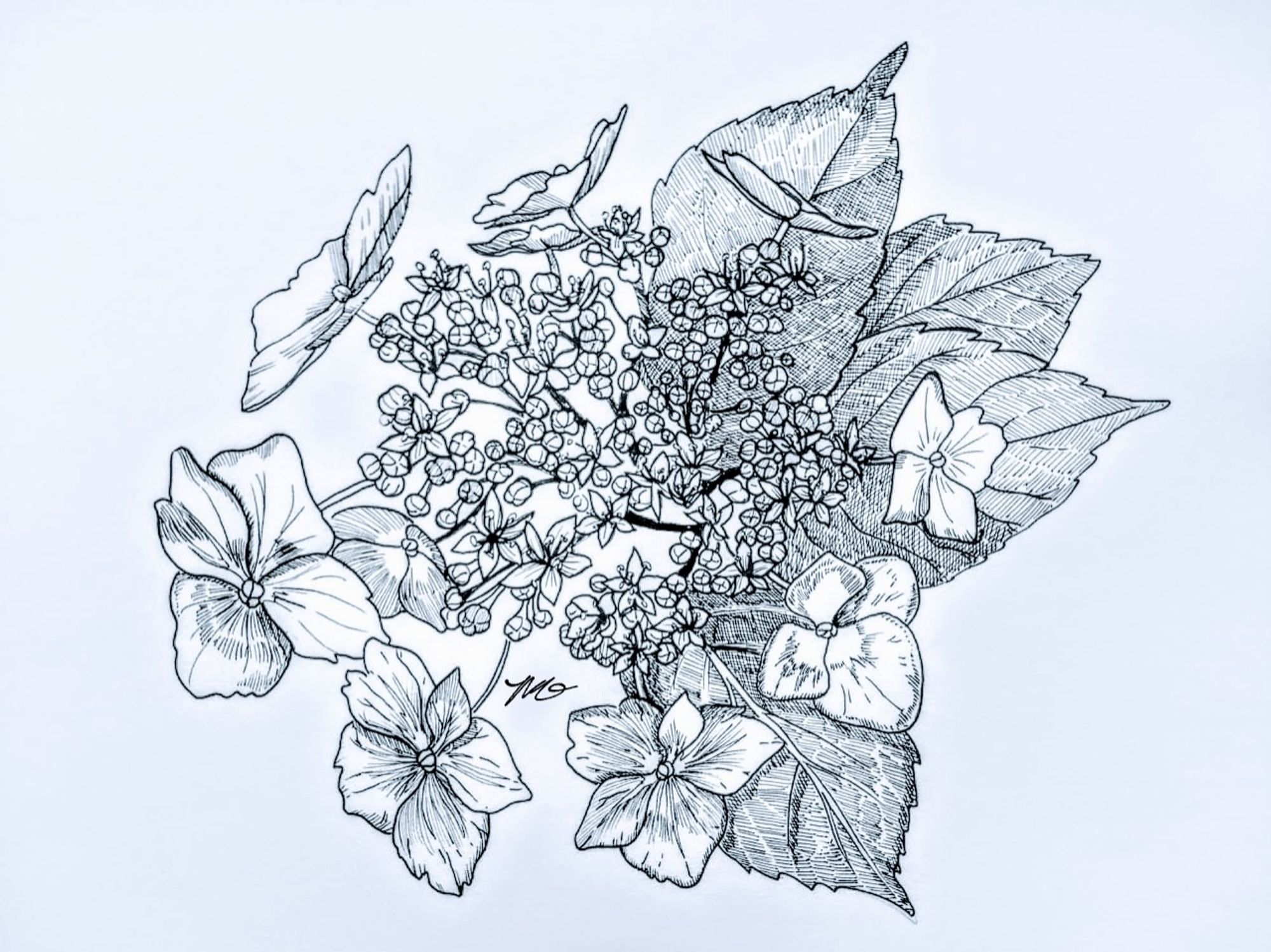 A pen and ink illustration of details of a hydrangea, which has lost most of its flowers, with four leaves