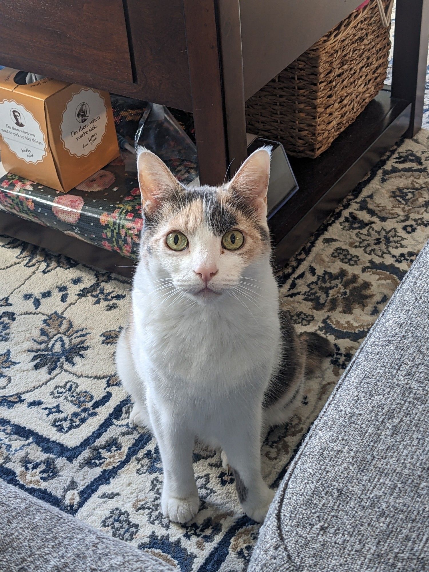 A calico cat on a patterned rug stares intensely into the camera.