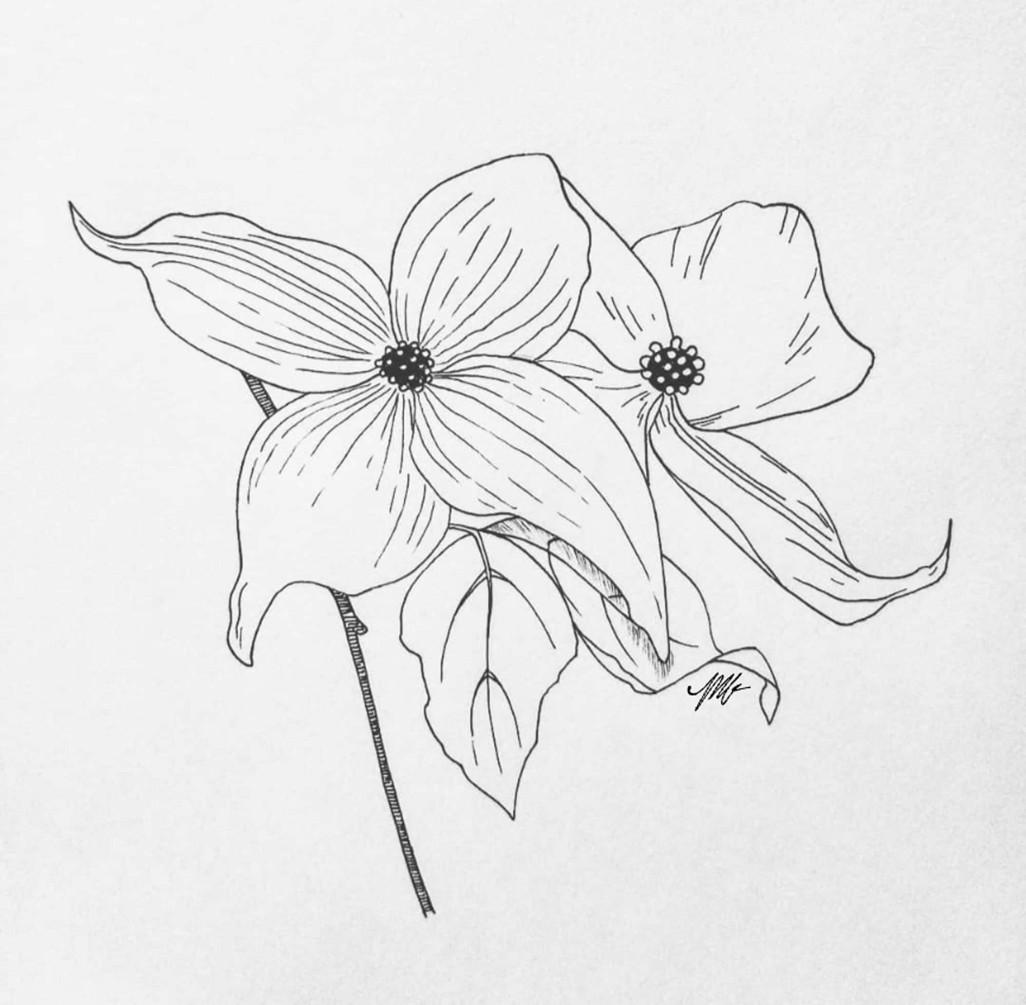 Pen and ink linework of two dogwood flowers on a twig, with two leaves.