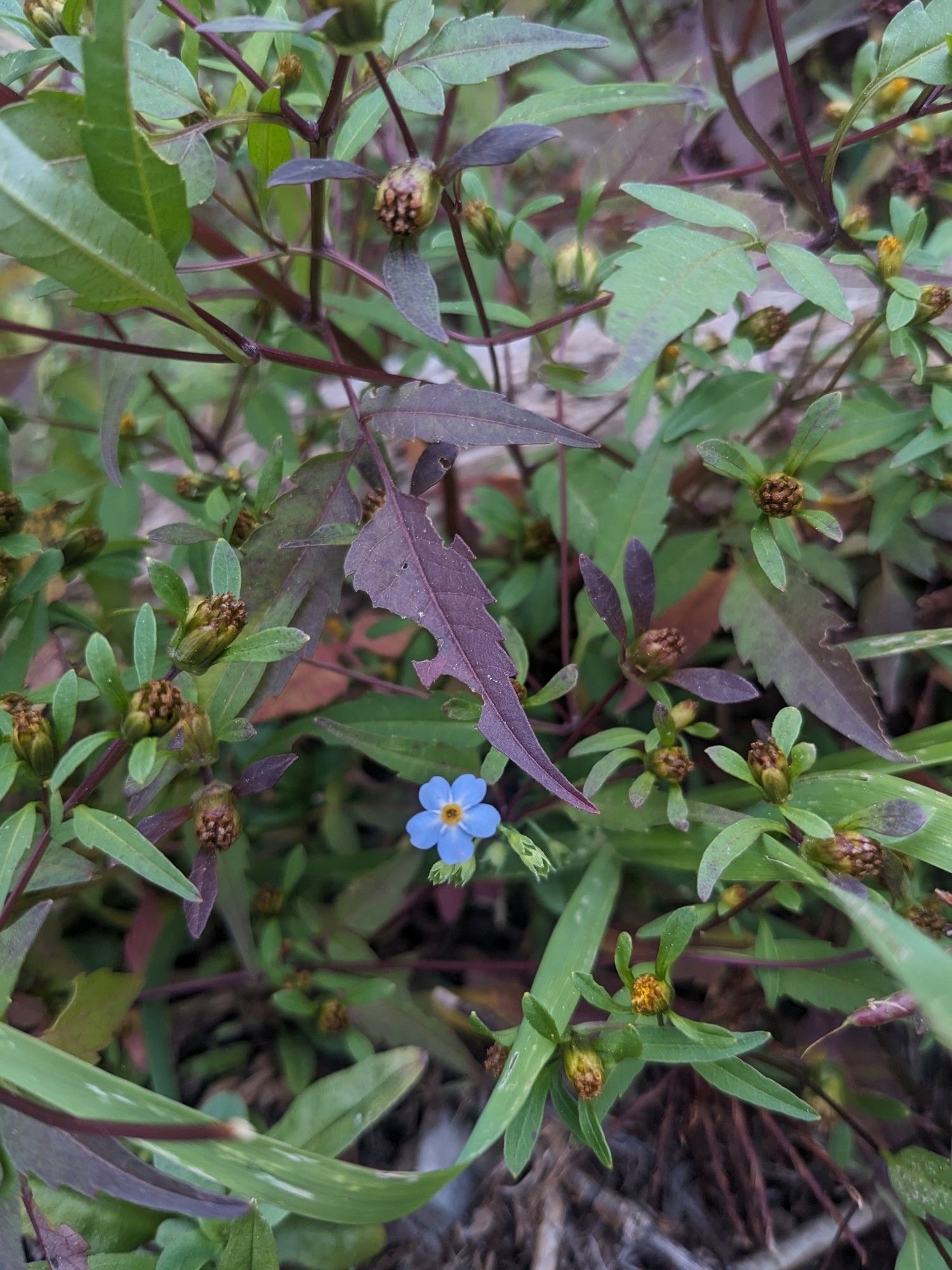 A single forget-me-not flower in a mess of green and purple leaves.