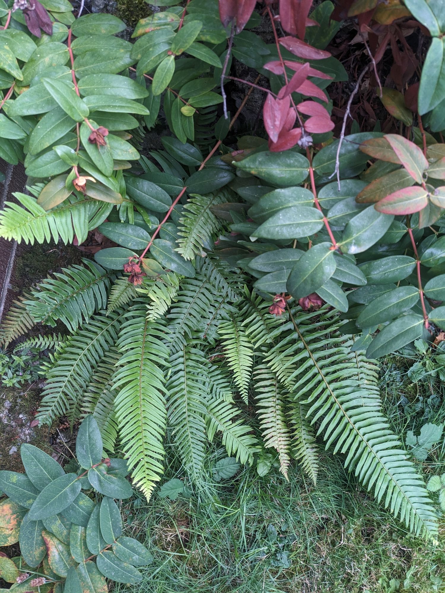 A patch of fern fronds under a thicket of oval-shaped leaves on red stems.