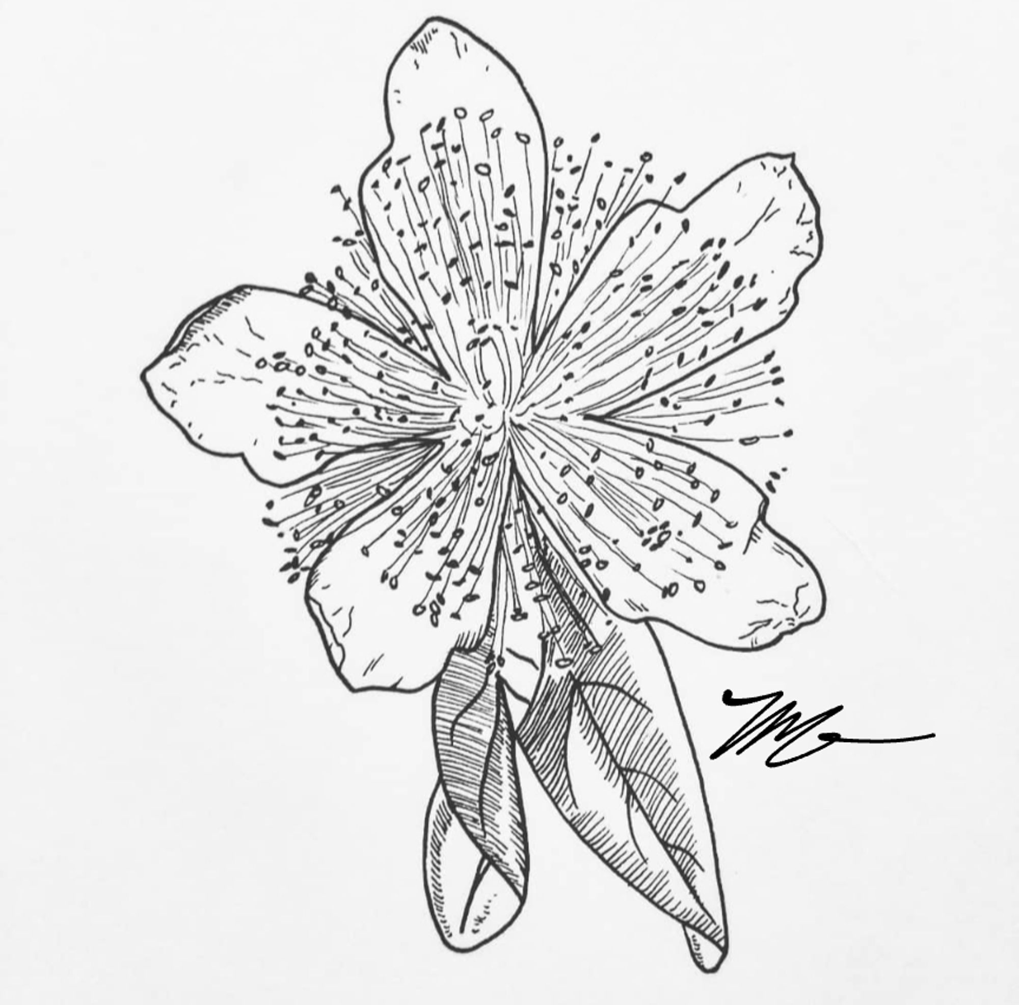 A pen and ink illustration of a five-petaled St. John's-wort flower with two leaves.