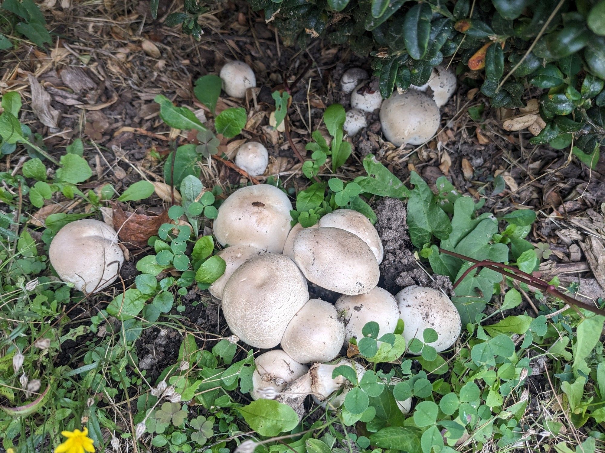 A cluster of light brown, rotund mushroom caps, pressing against one another as they push up out of the dirt.