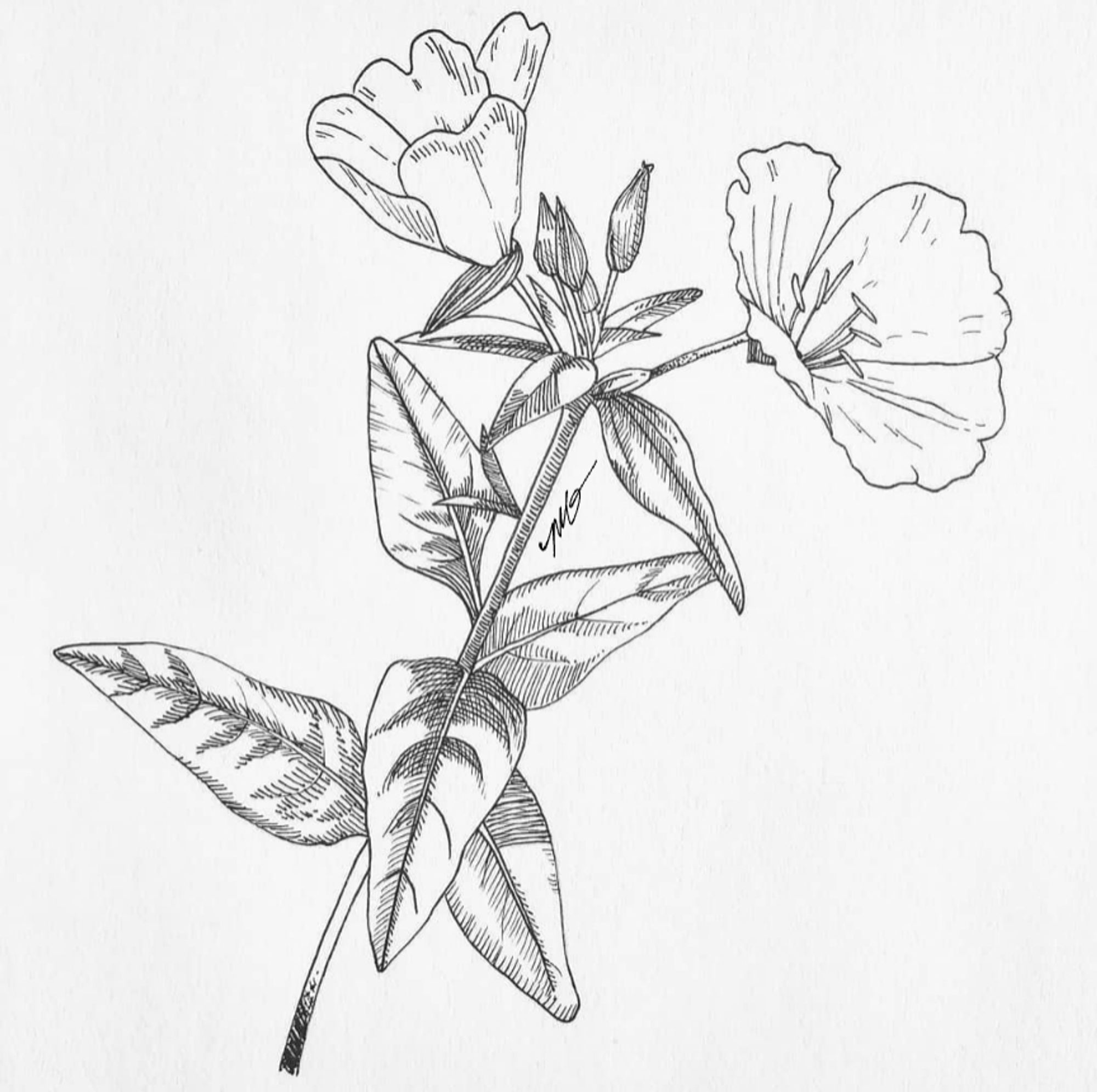 A pen & ink illustration of two Sundrop flowers on a stalk and leaves.