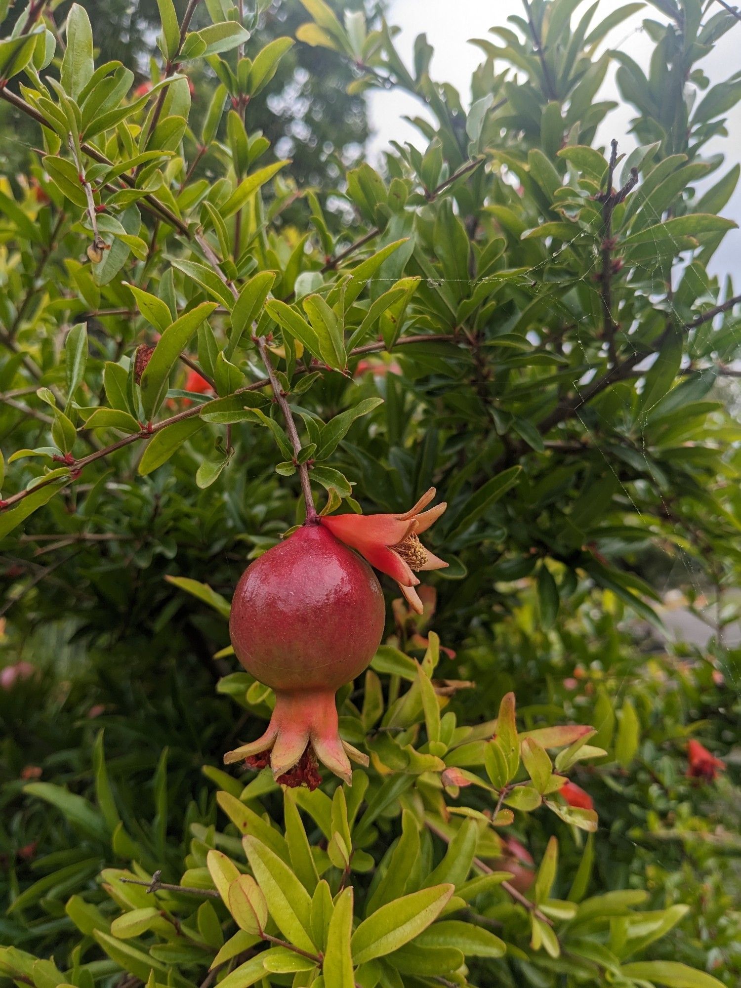 A small pomegranate on a bush.