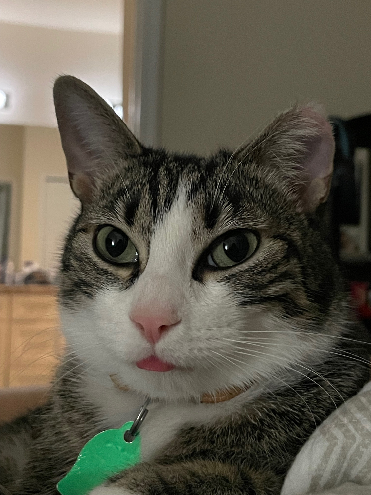 Mac with his tongue sticking out. What a cute Kitty.