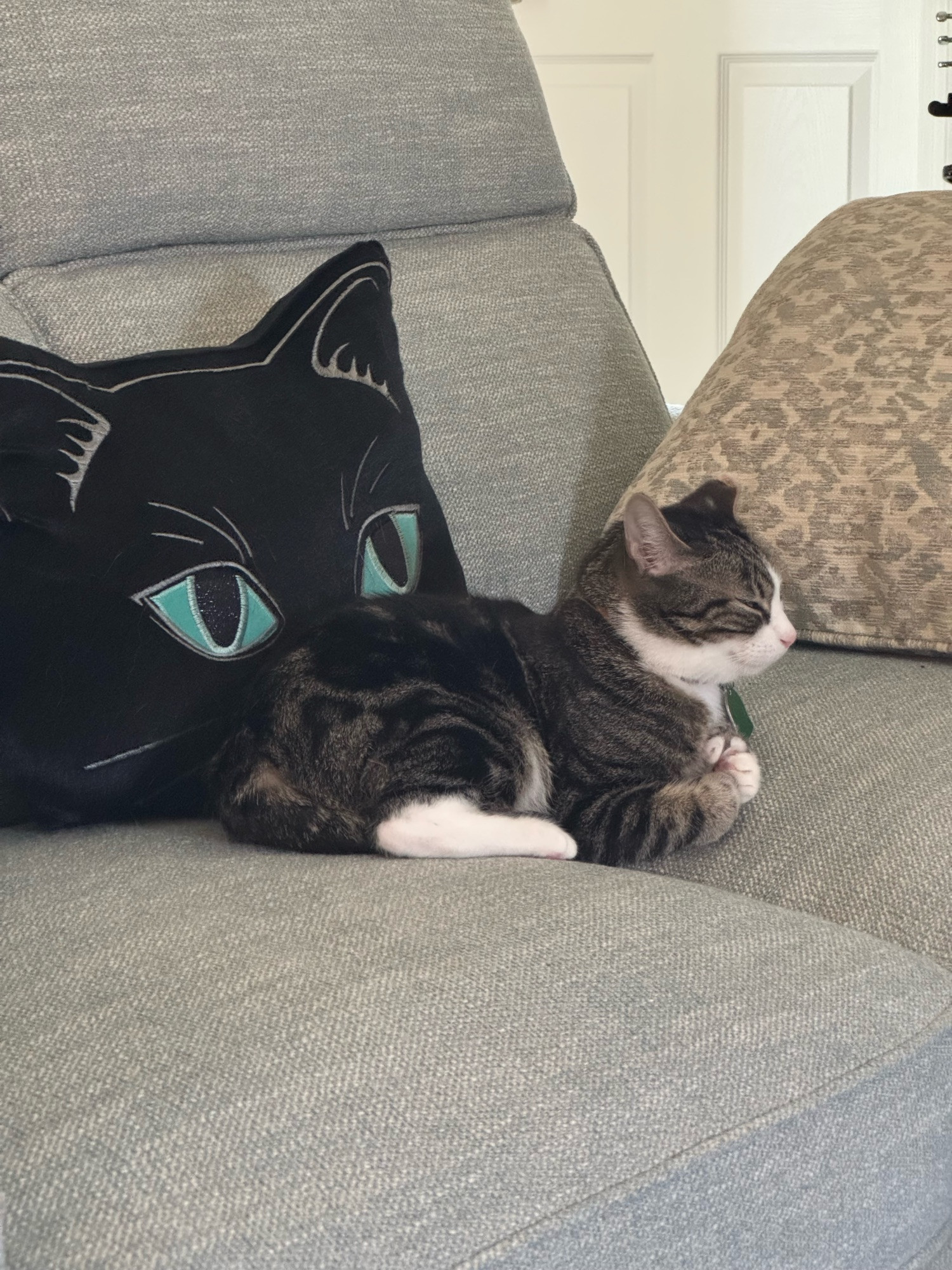 Mac loafing about on the couch