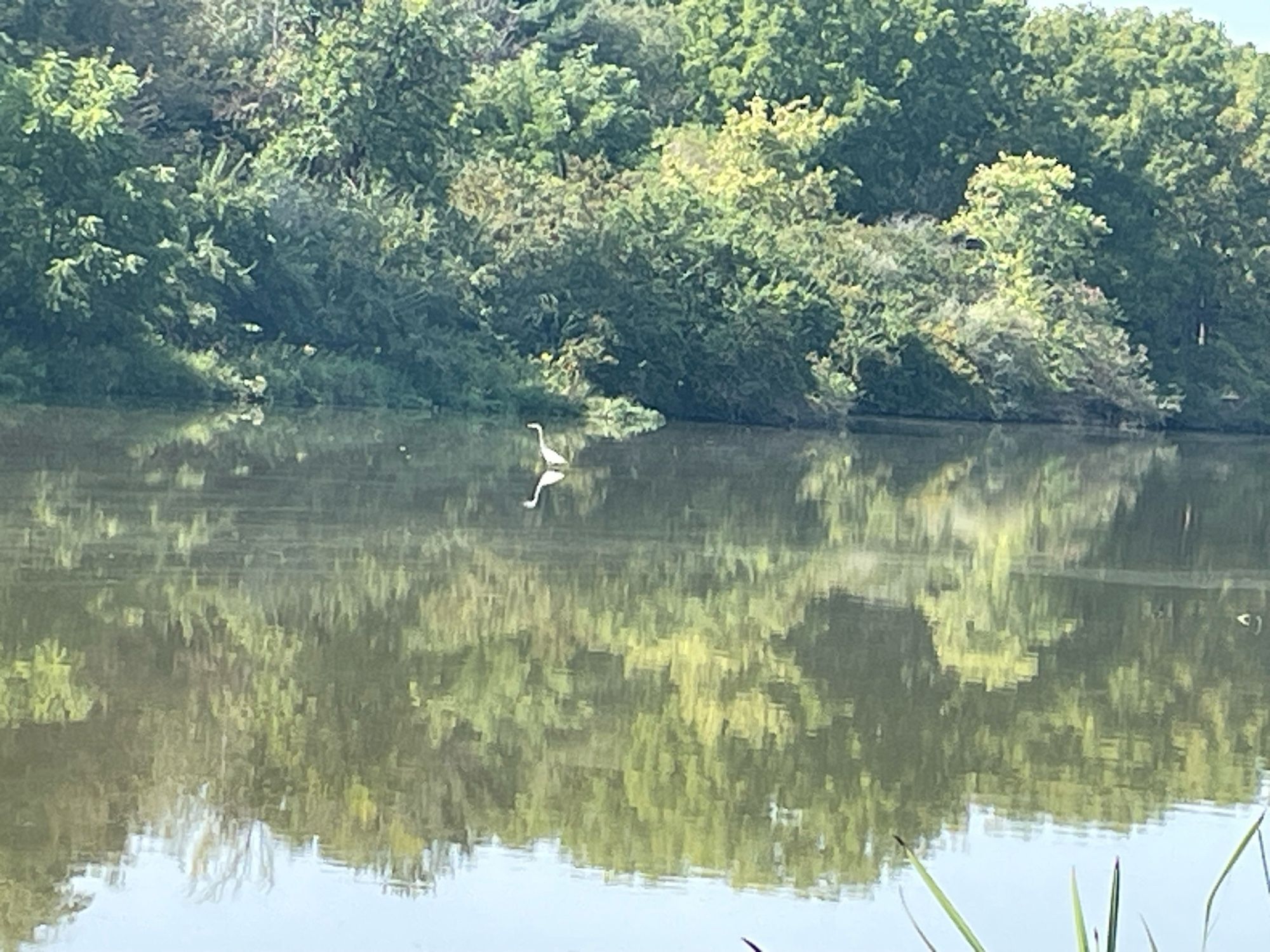 Great blue heron in a Midwestern lake near a forest.