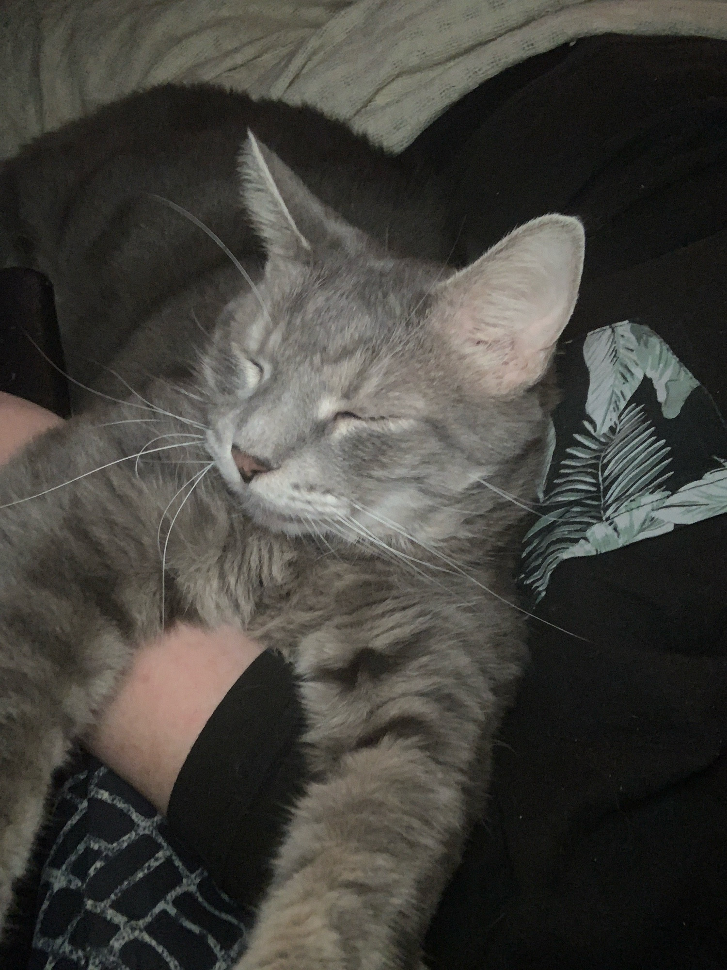 a cat draped over a person’s shoulder as they lay in their gamer chair