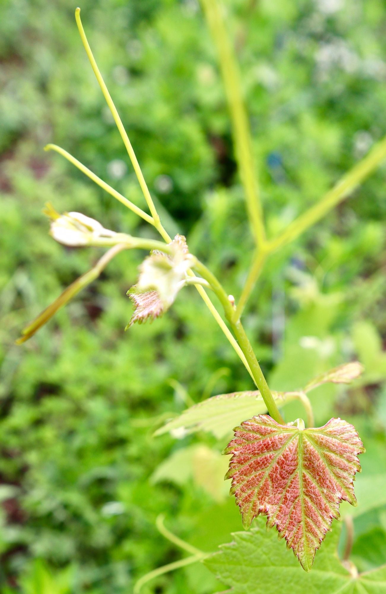 closeup of new grapeleaves & tendrils tinged red