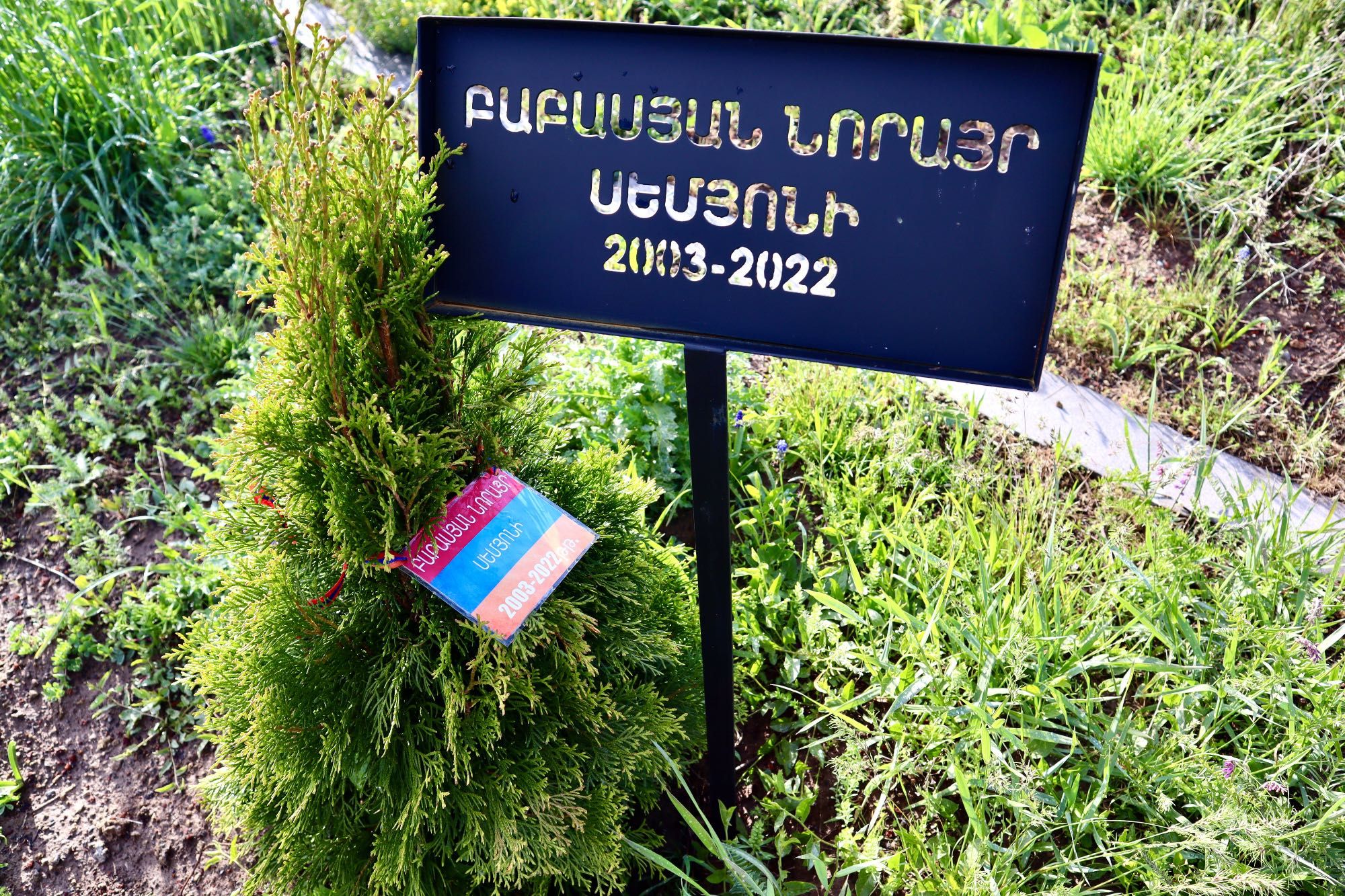 a tiny memorial tree planted for a 19-year-old armenian recruit, one of hundreds killed (possibly) september 2022.

https://en.wikipedia.org/wiki/September_2022_Armenia–Azerbaijan_clashes