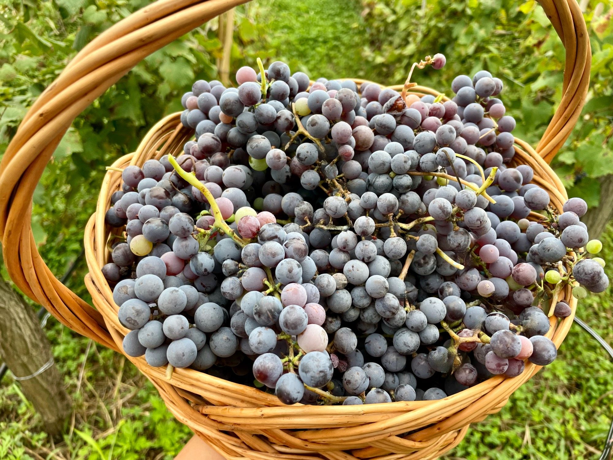 chkhaveri grapes collected in basket