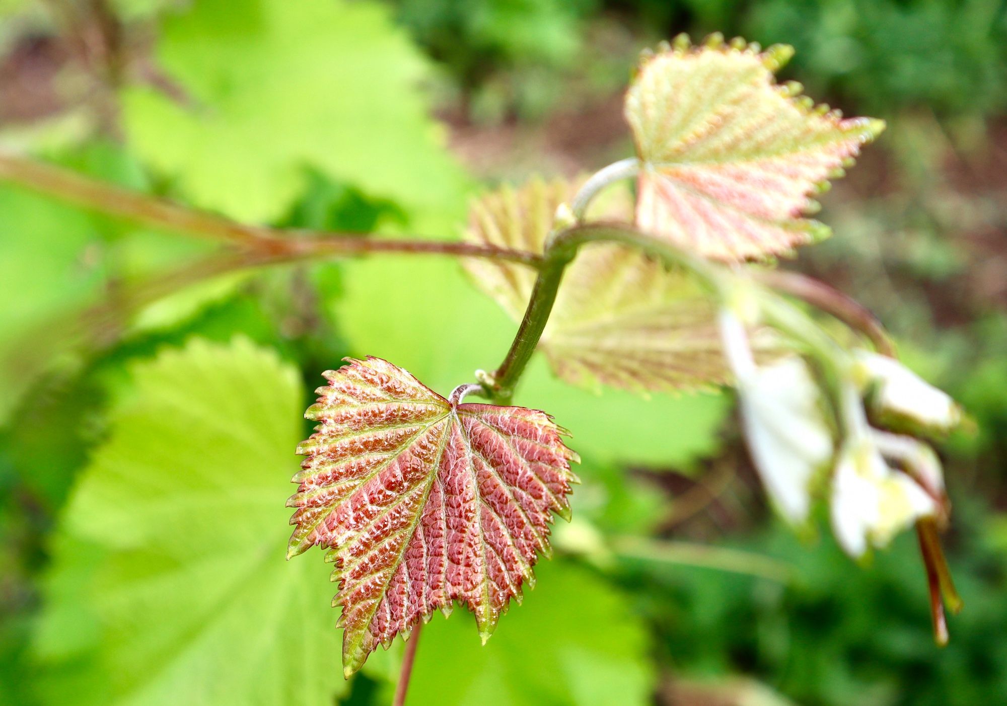 closeup of new grapeleaves & tendrils tinged red