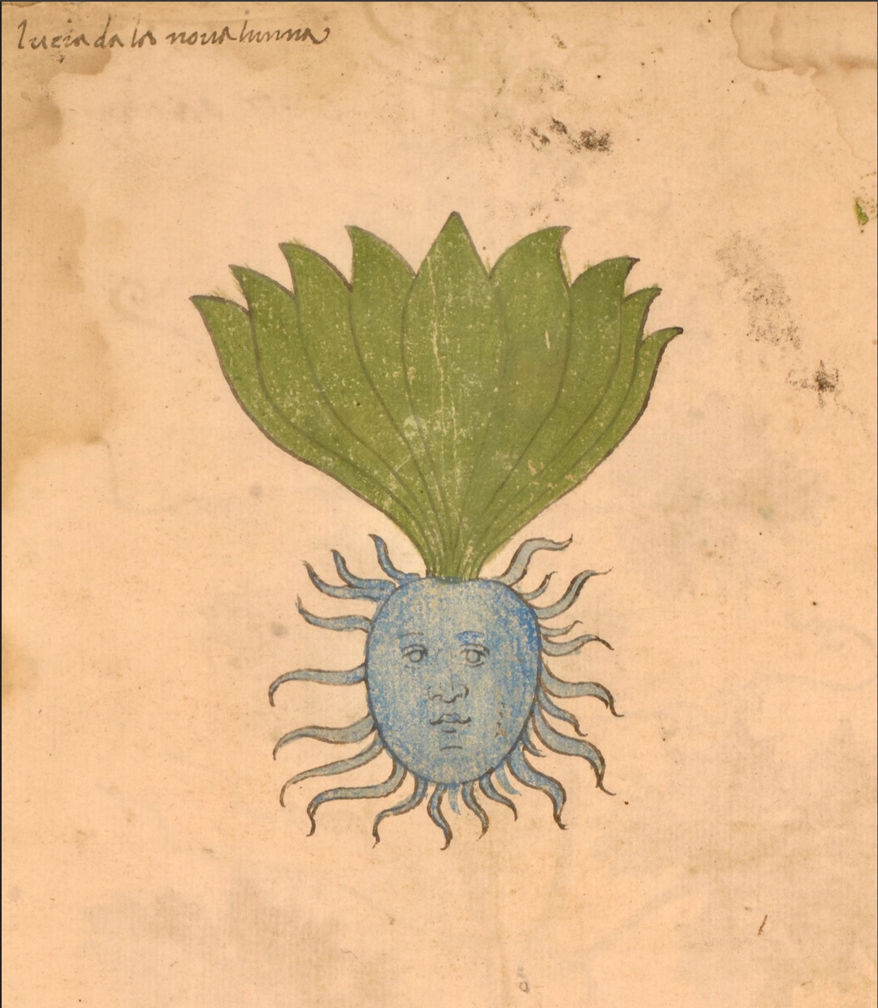 blue lucinda? from a 15th-century Venetian illustrated herbal