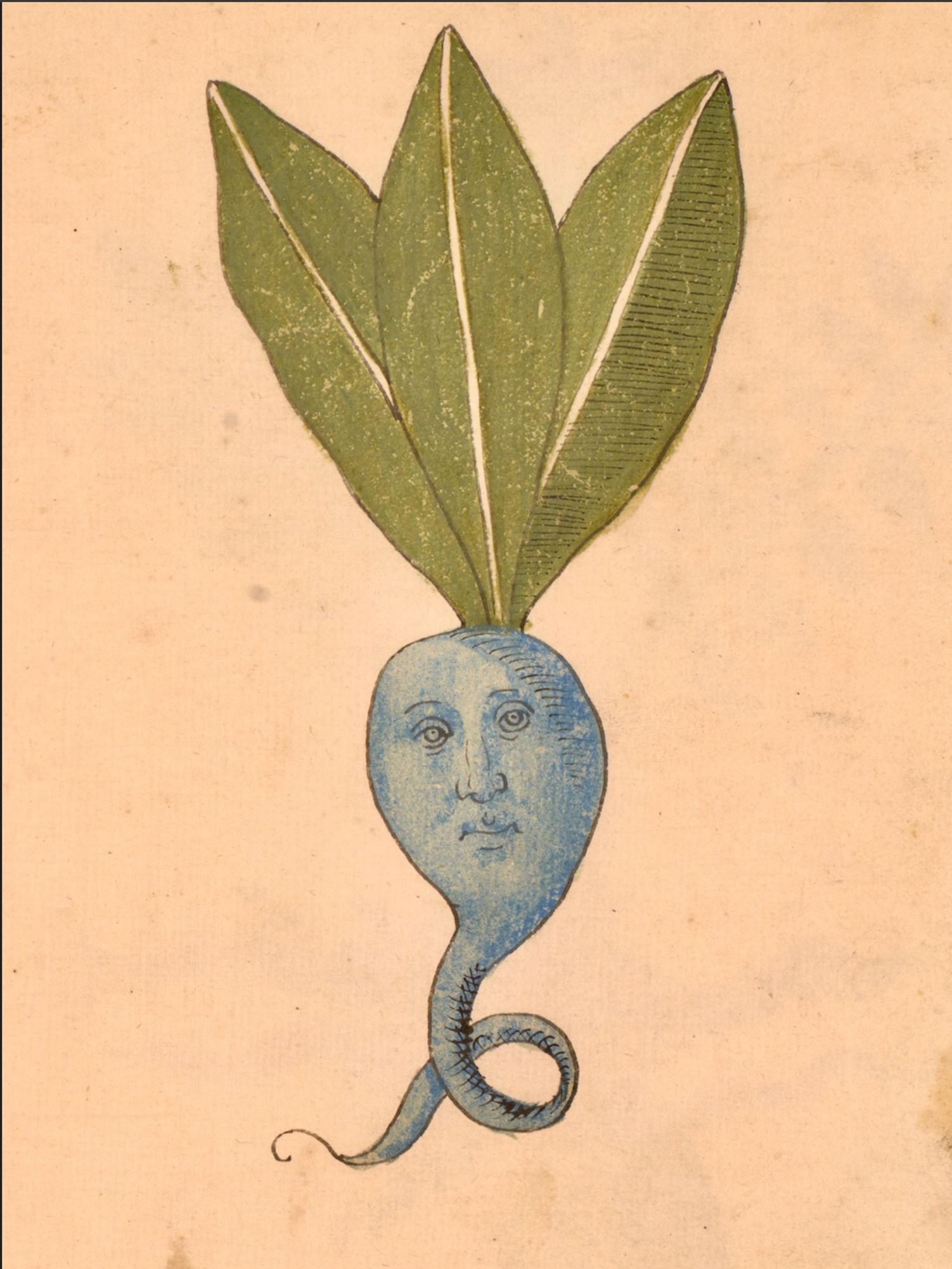 blue root! from a 15th-century Venetian illustrated herbal