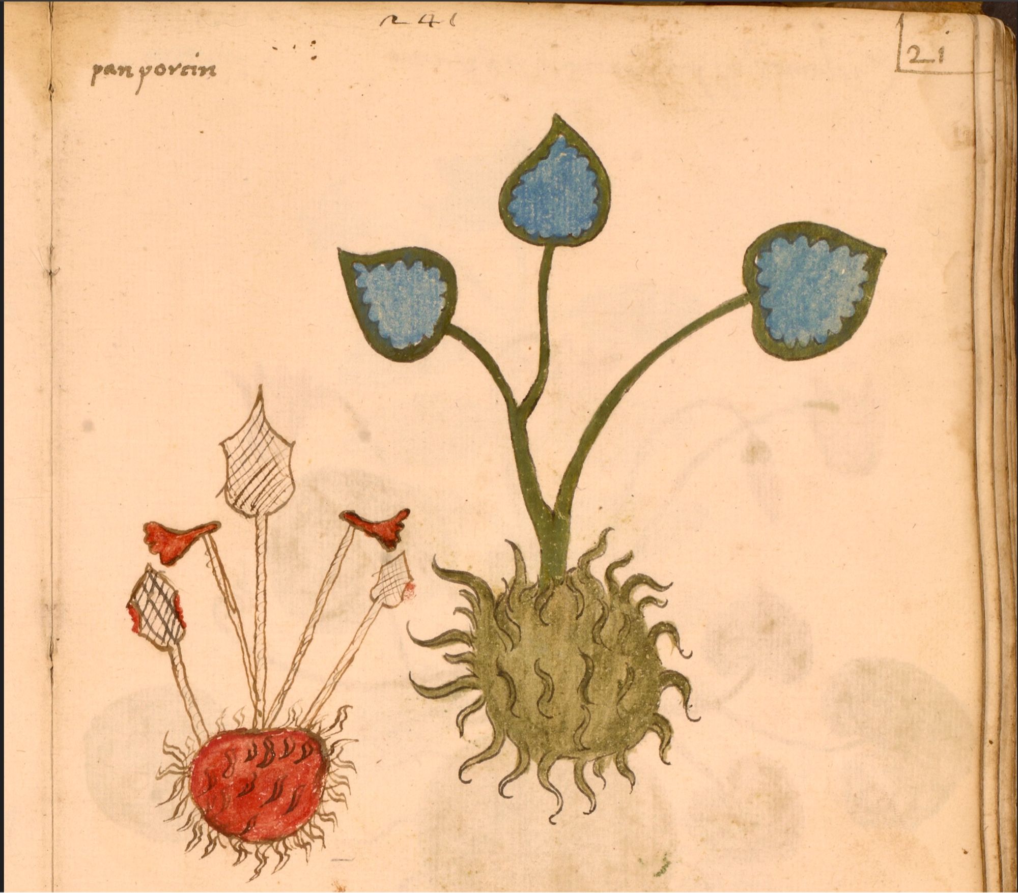 no idea wtf - sorry! from a 15th-century Venetian illustrated herbal