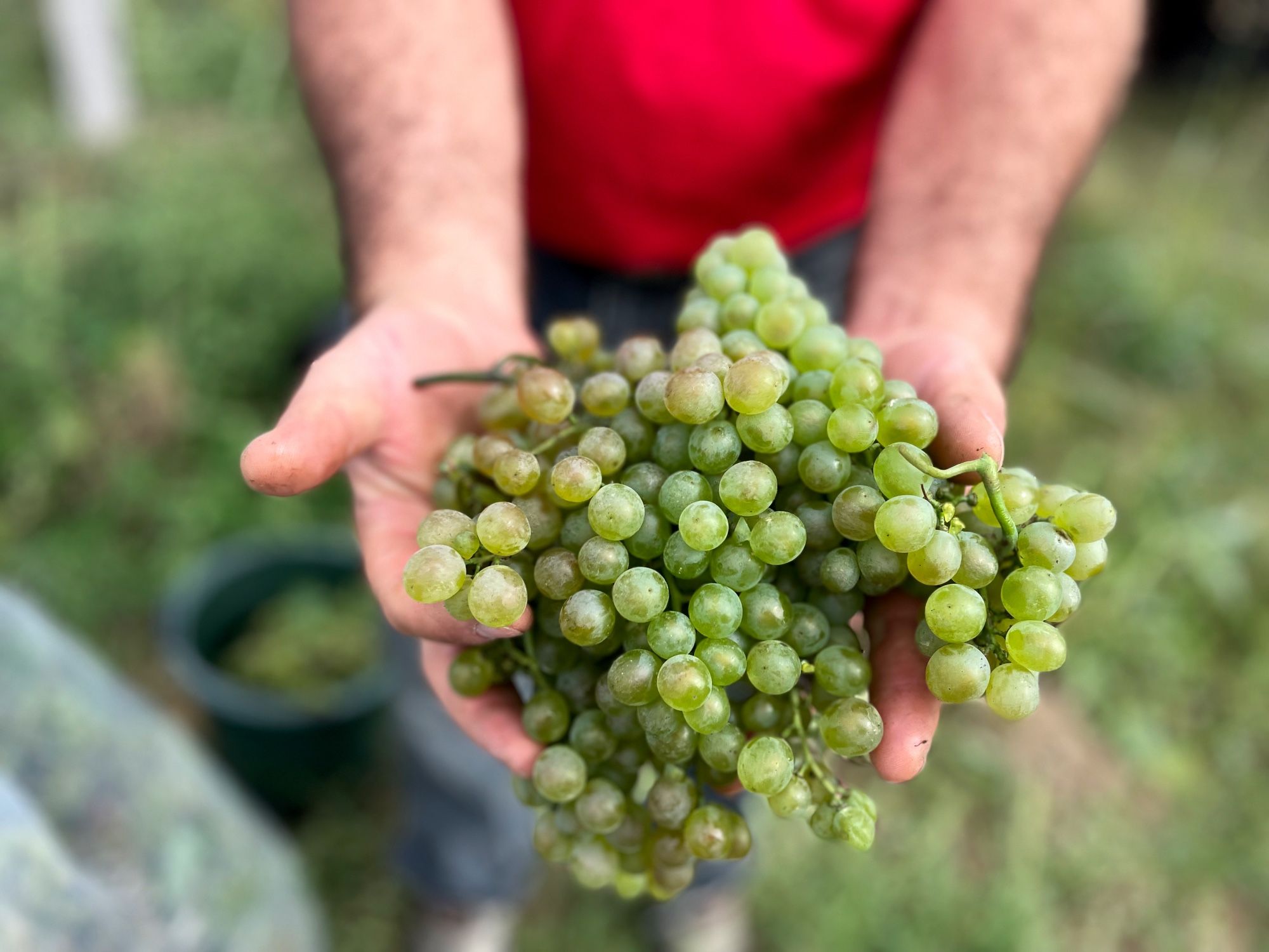 hands full of rkatsiteli grapes